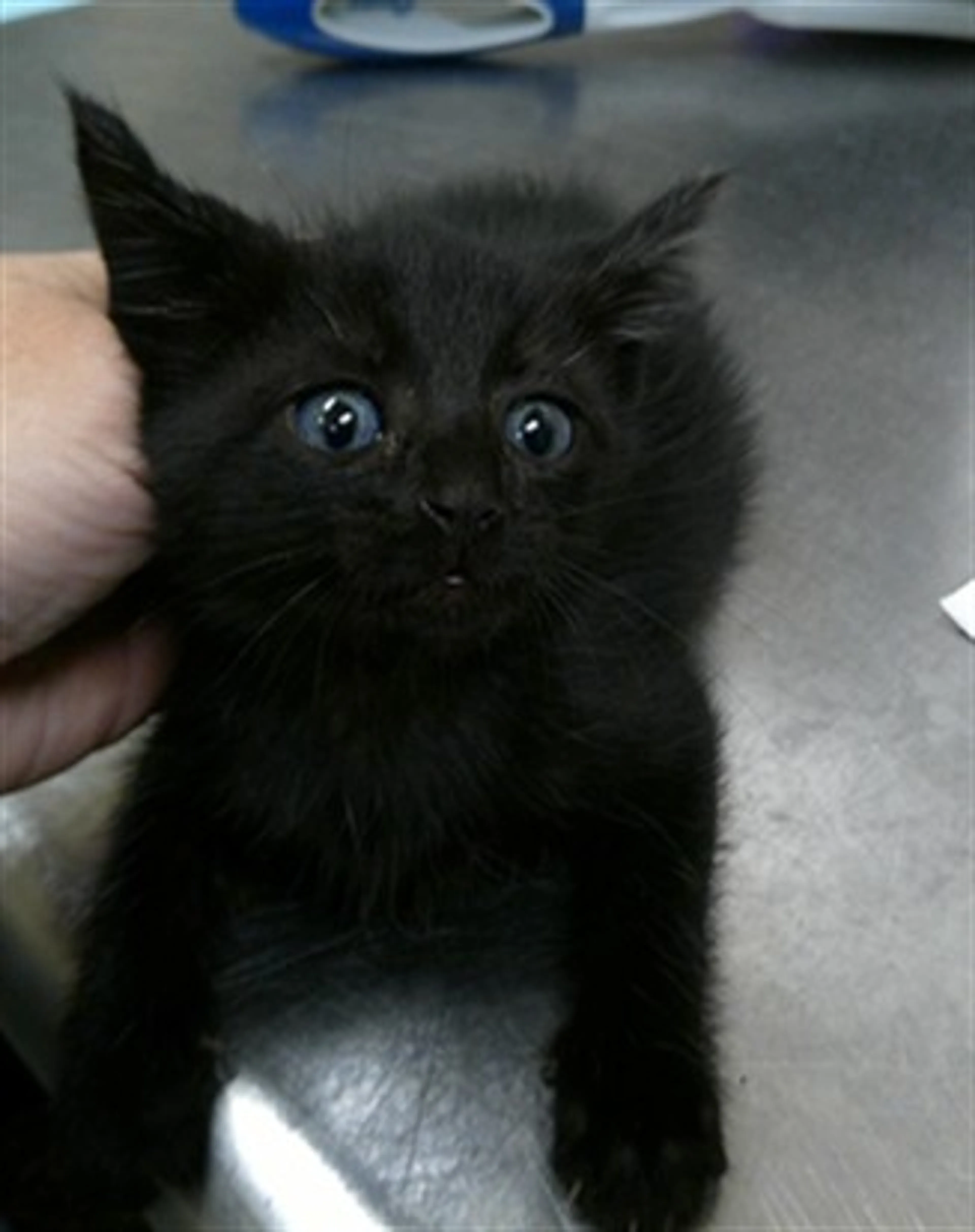 Found pet