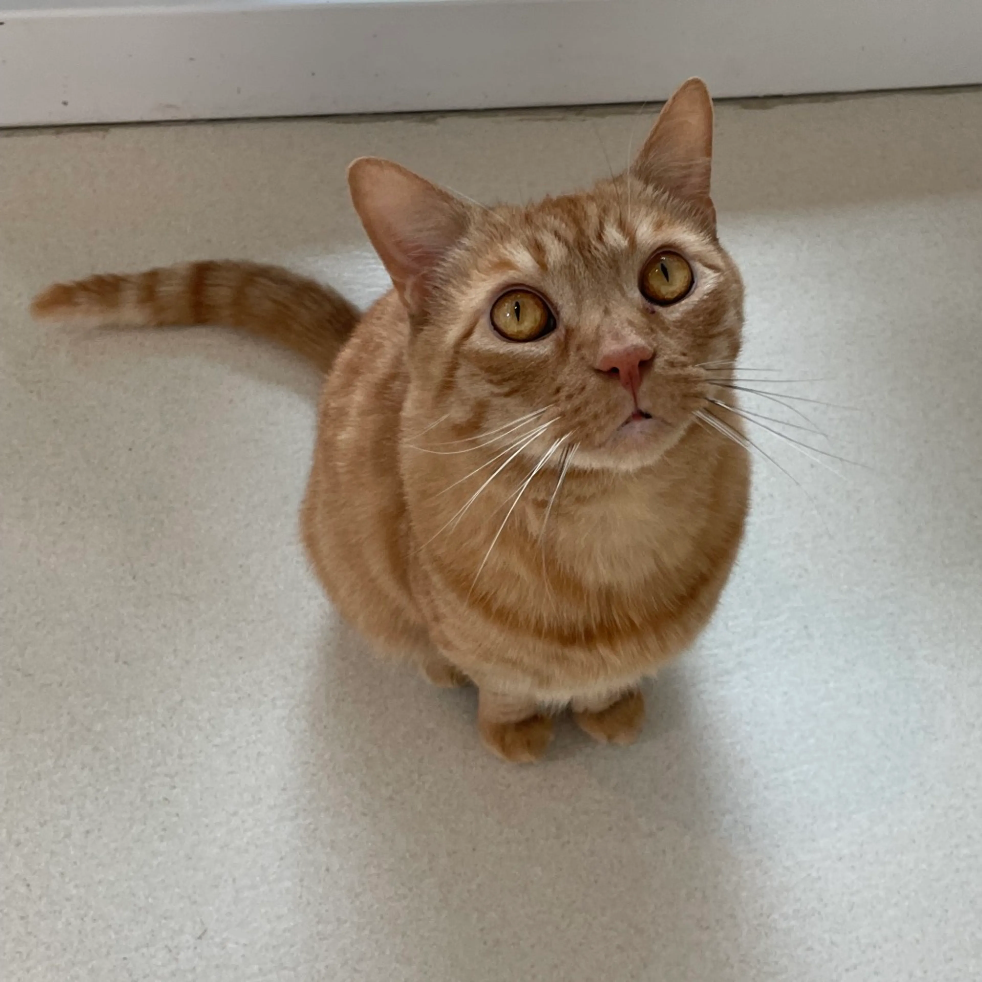 Found pet-6