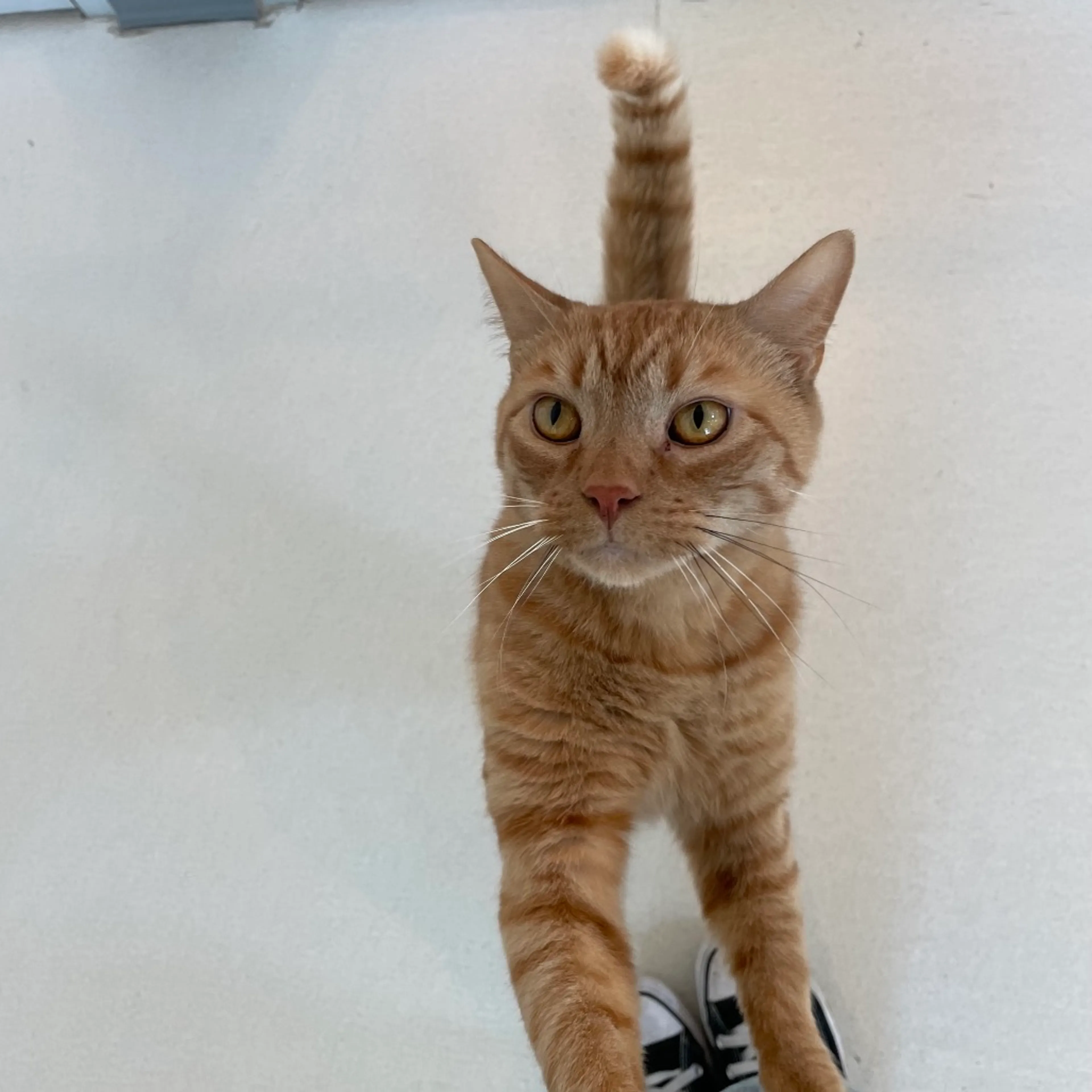 Found pet-5