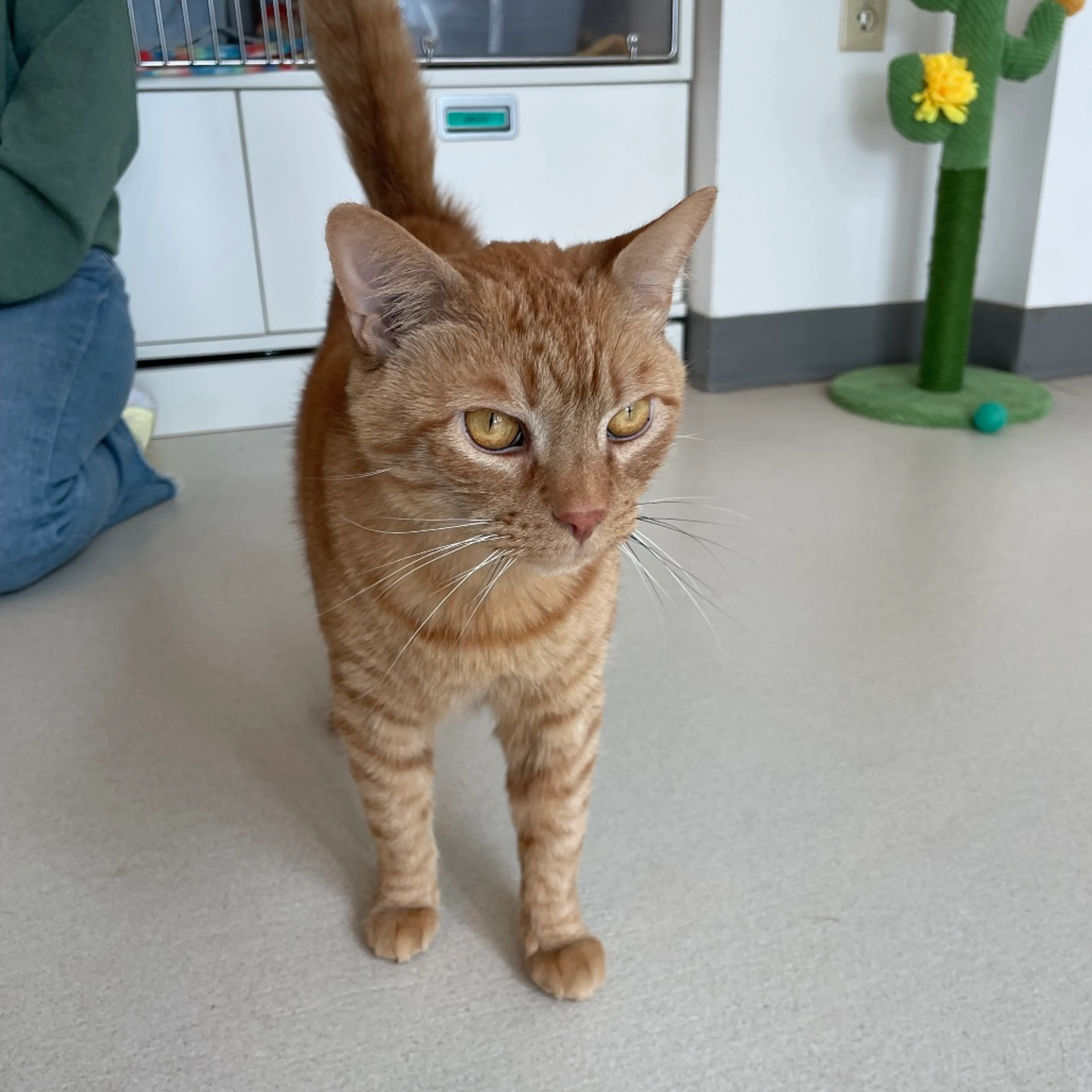 Found pet-4