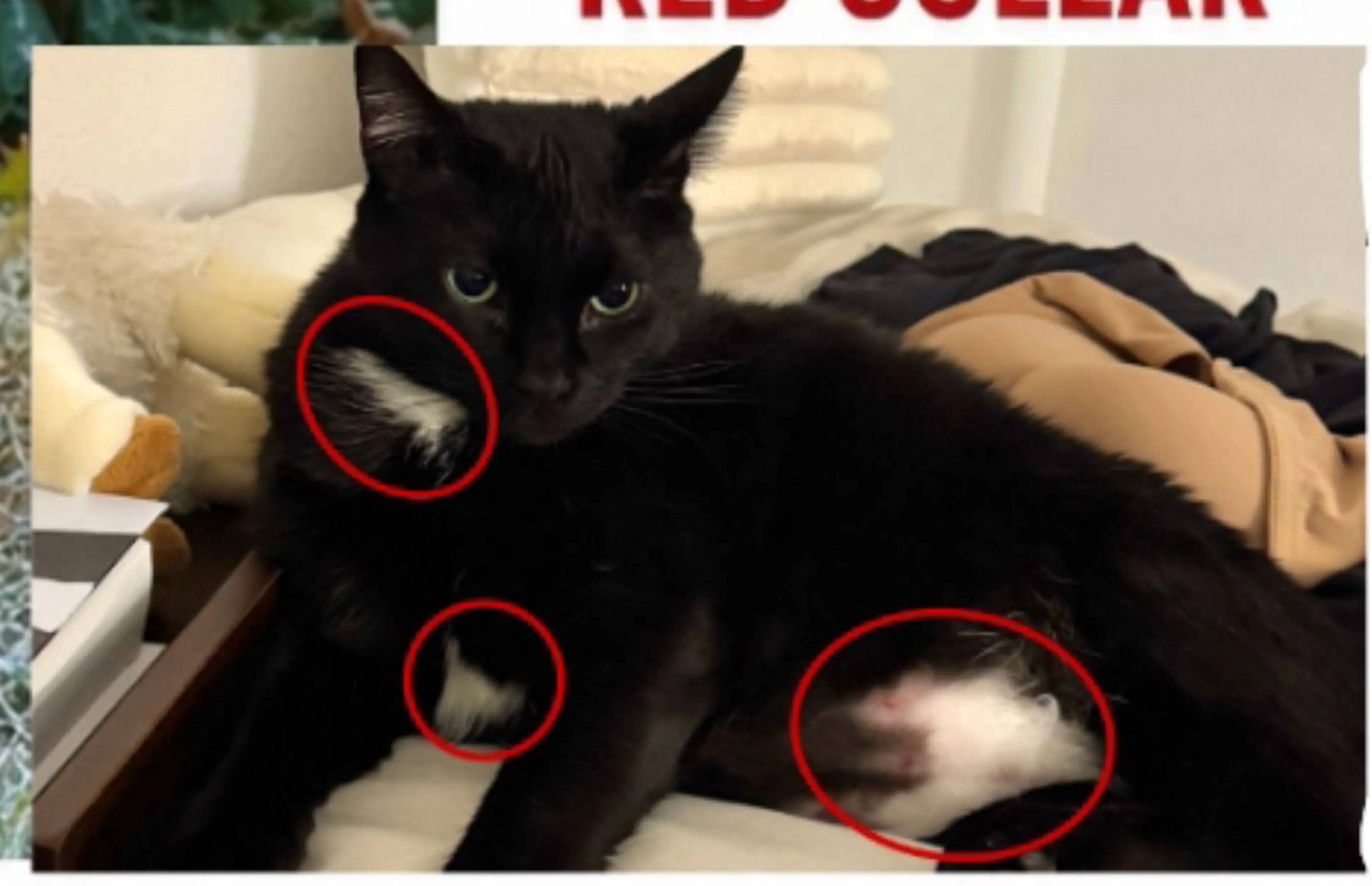 Lost pet-1