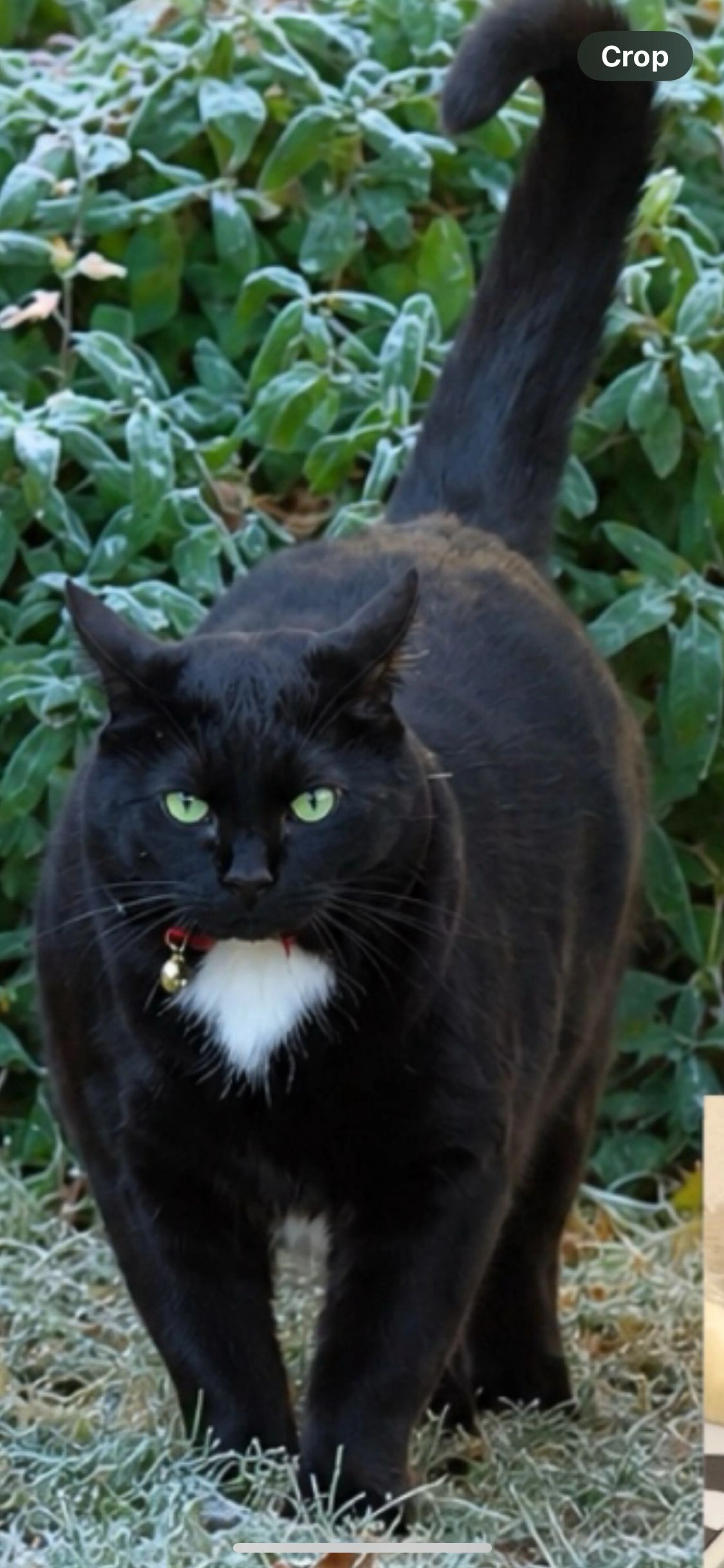 Lost pet-0