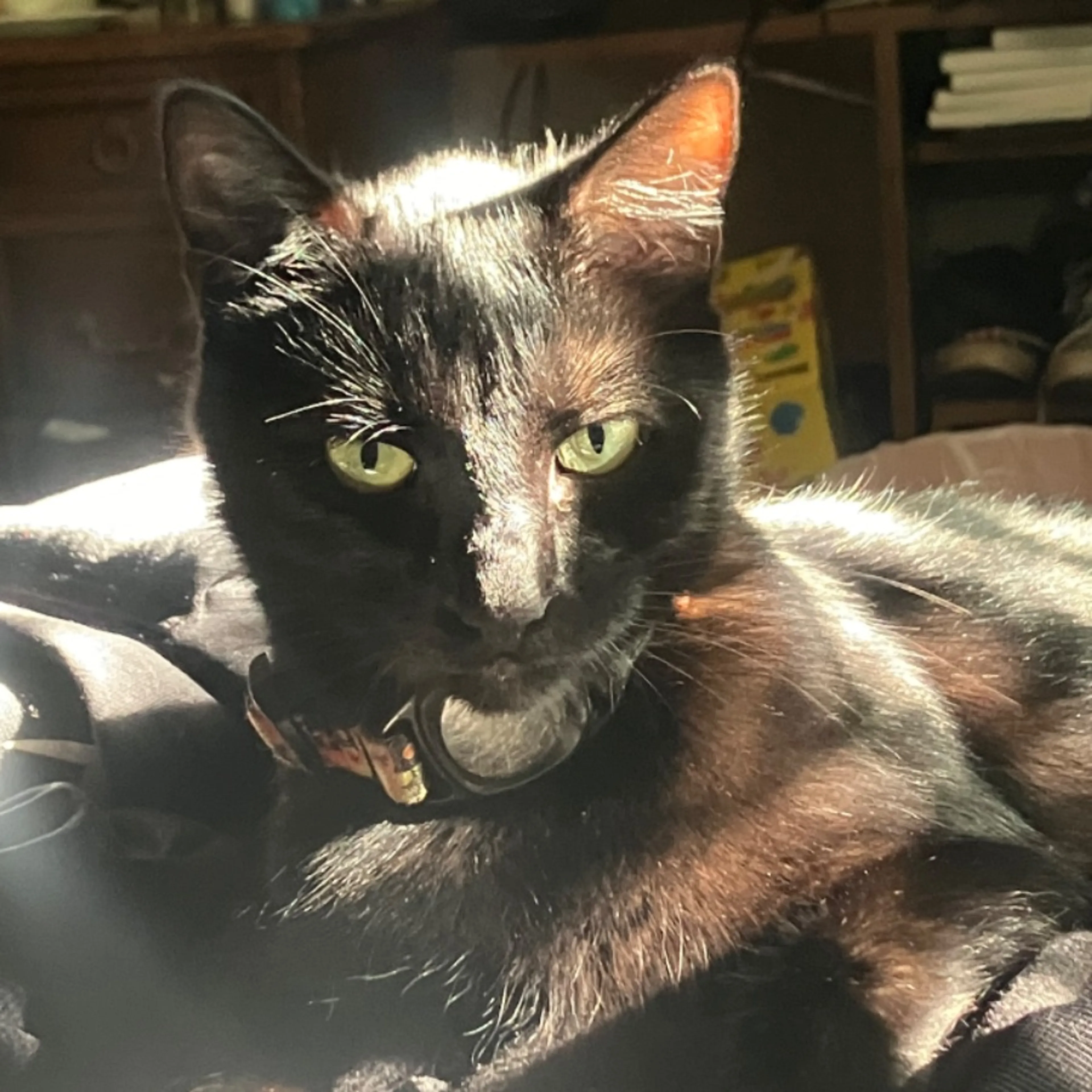Lost pet