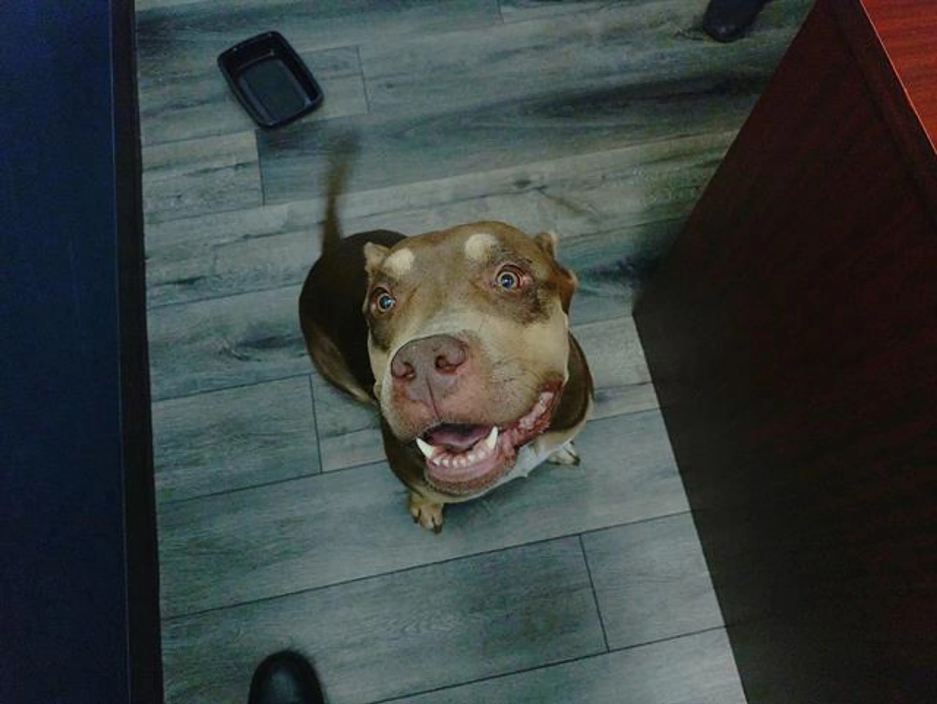 Found pet