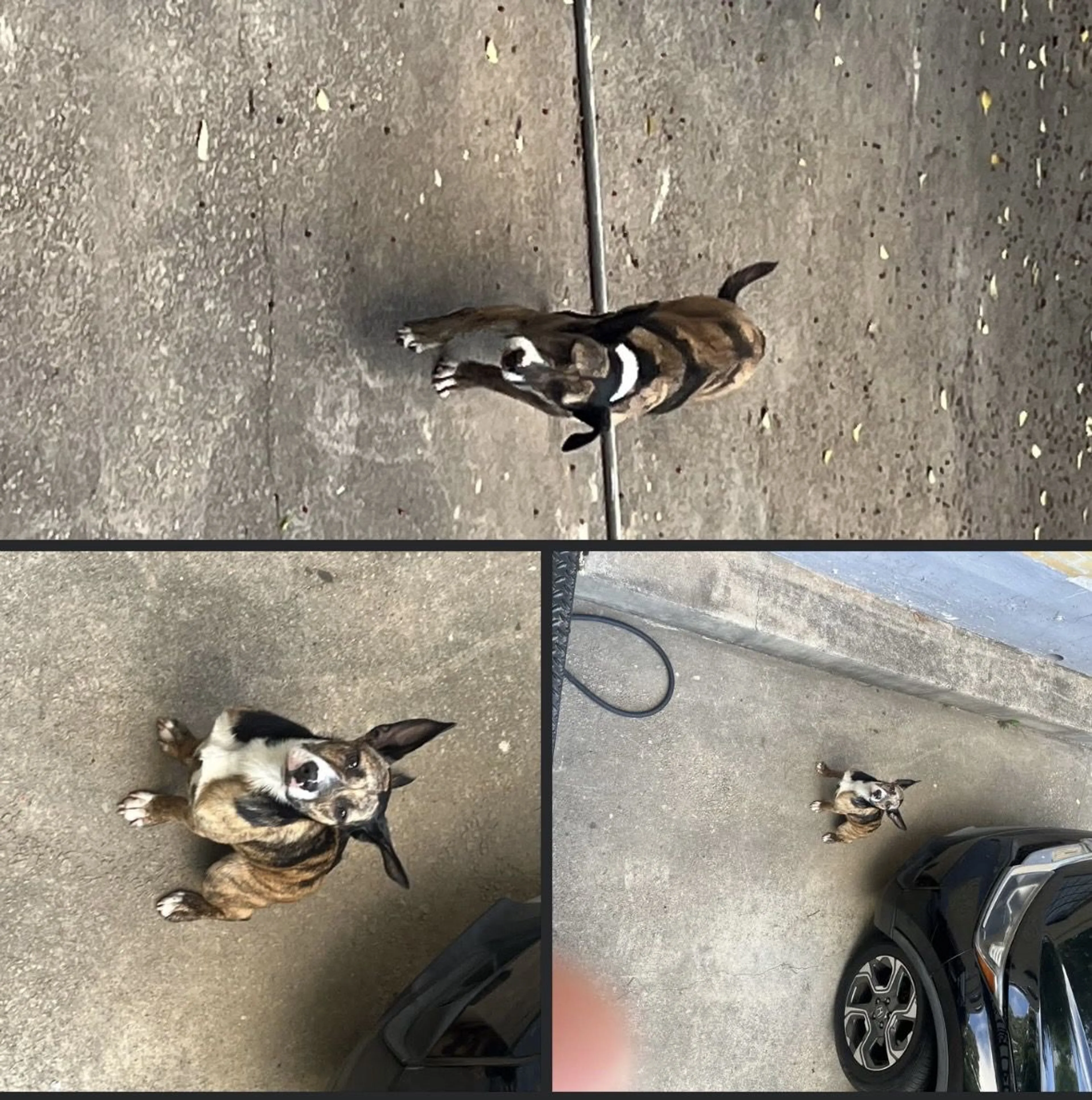 Lost pet