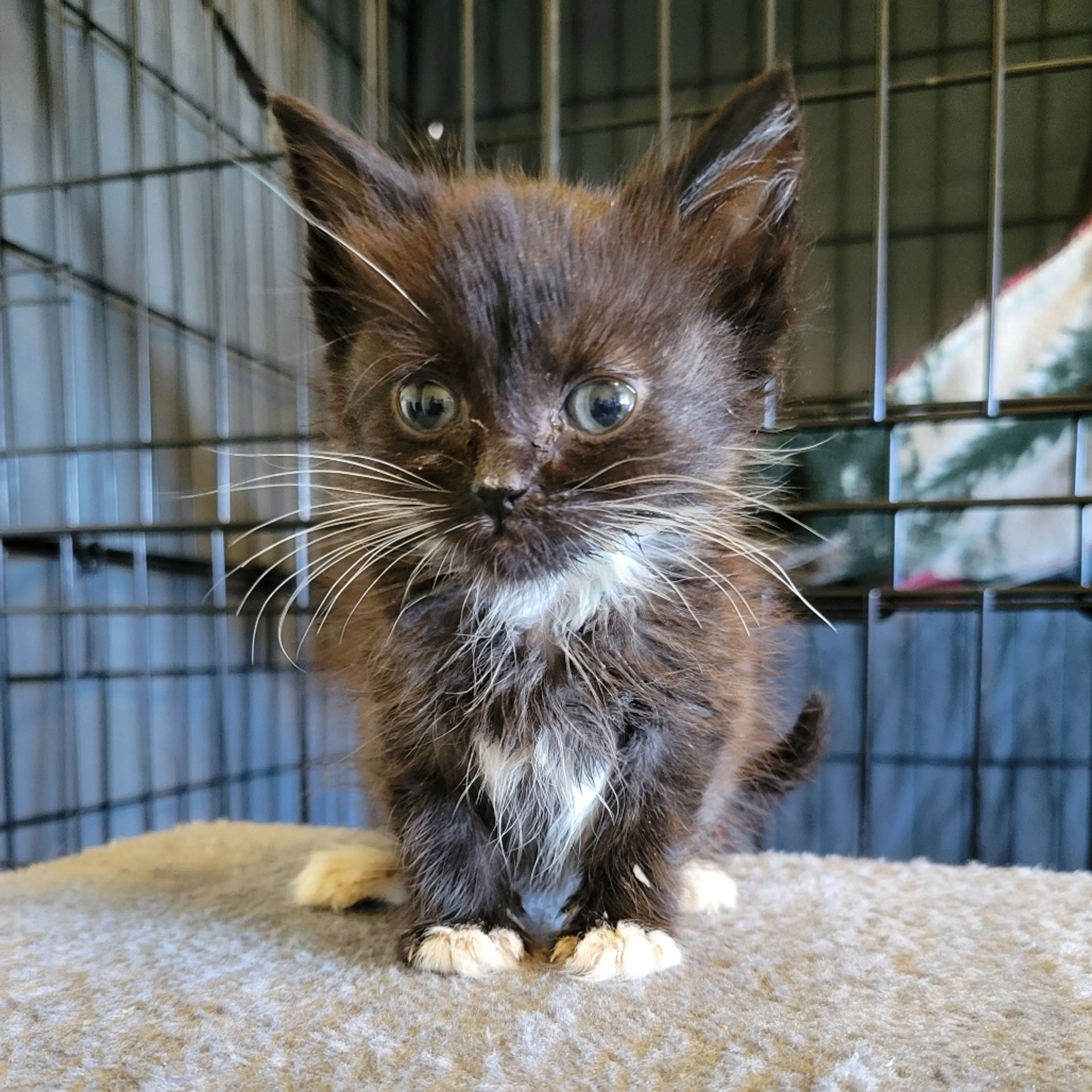 Found pet