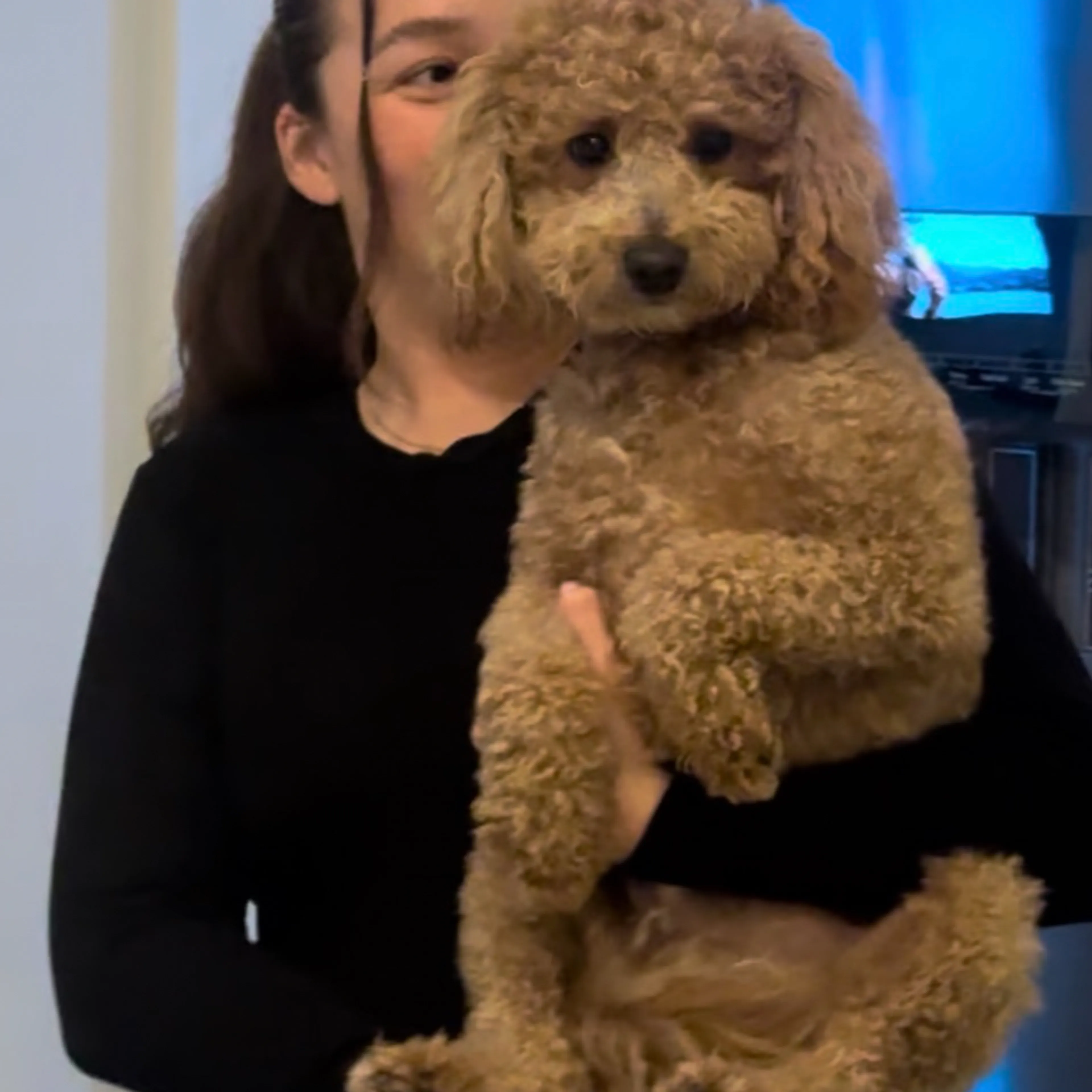 Lost pet-1