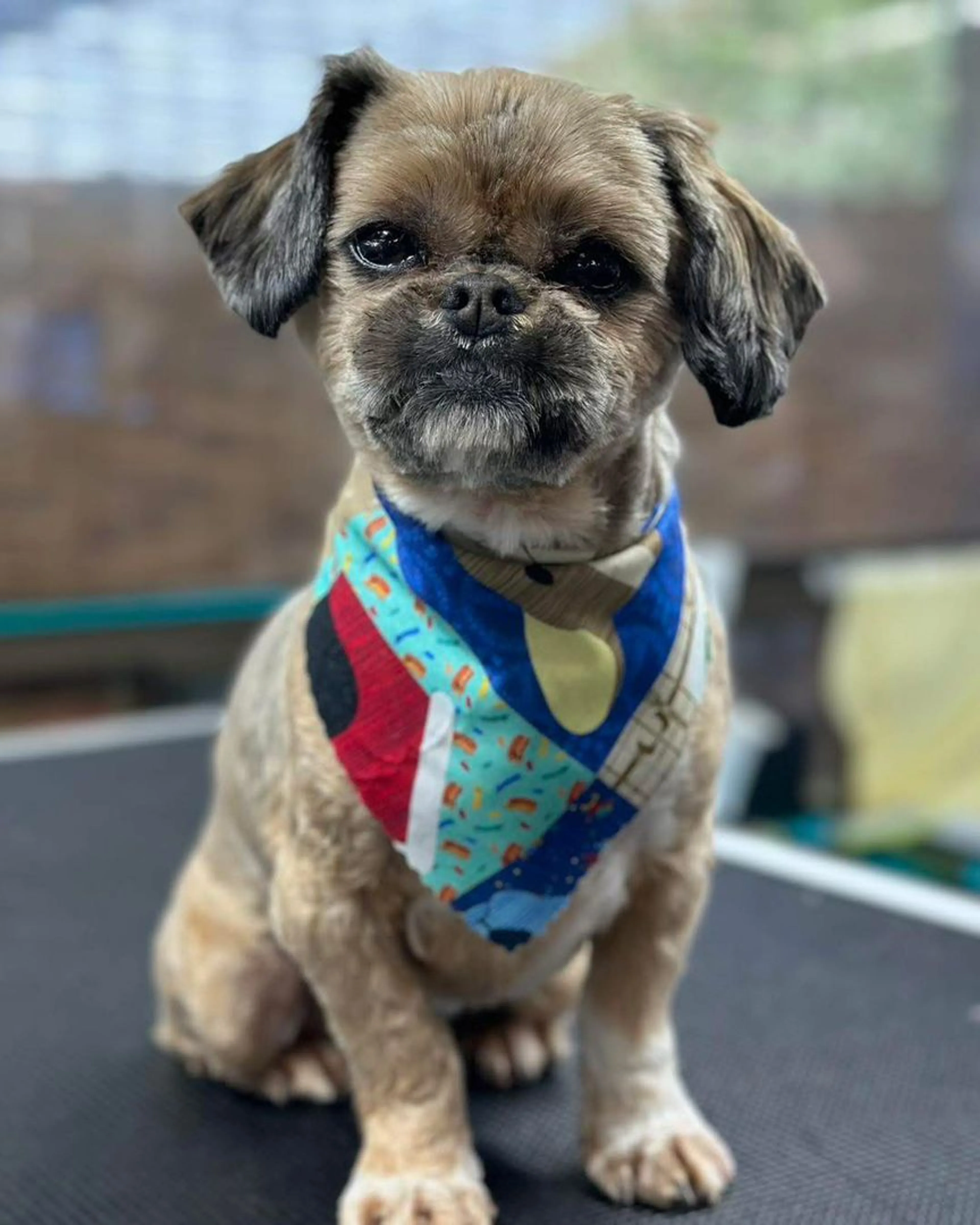 Lost pet