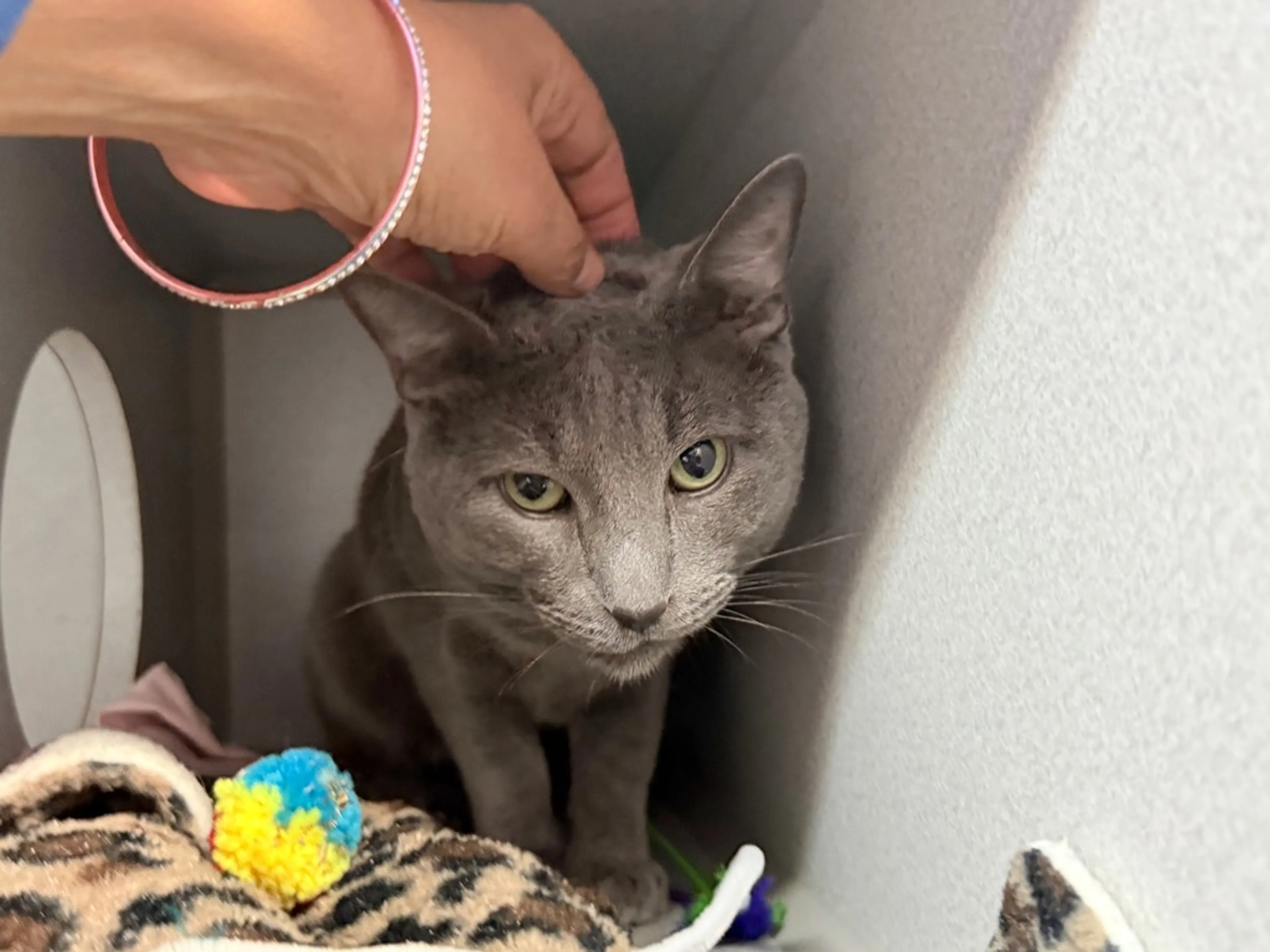 Found pet-3