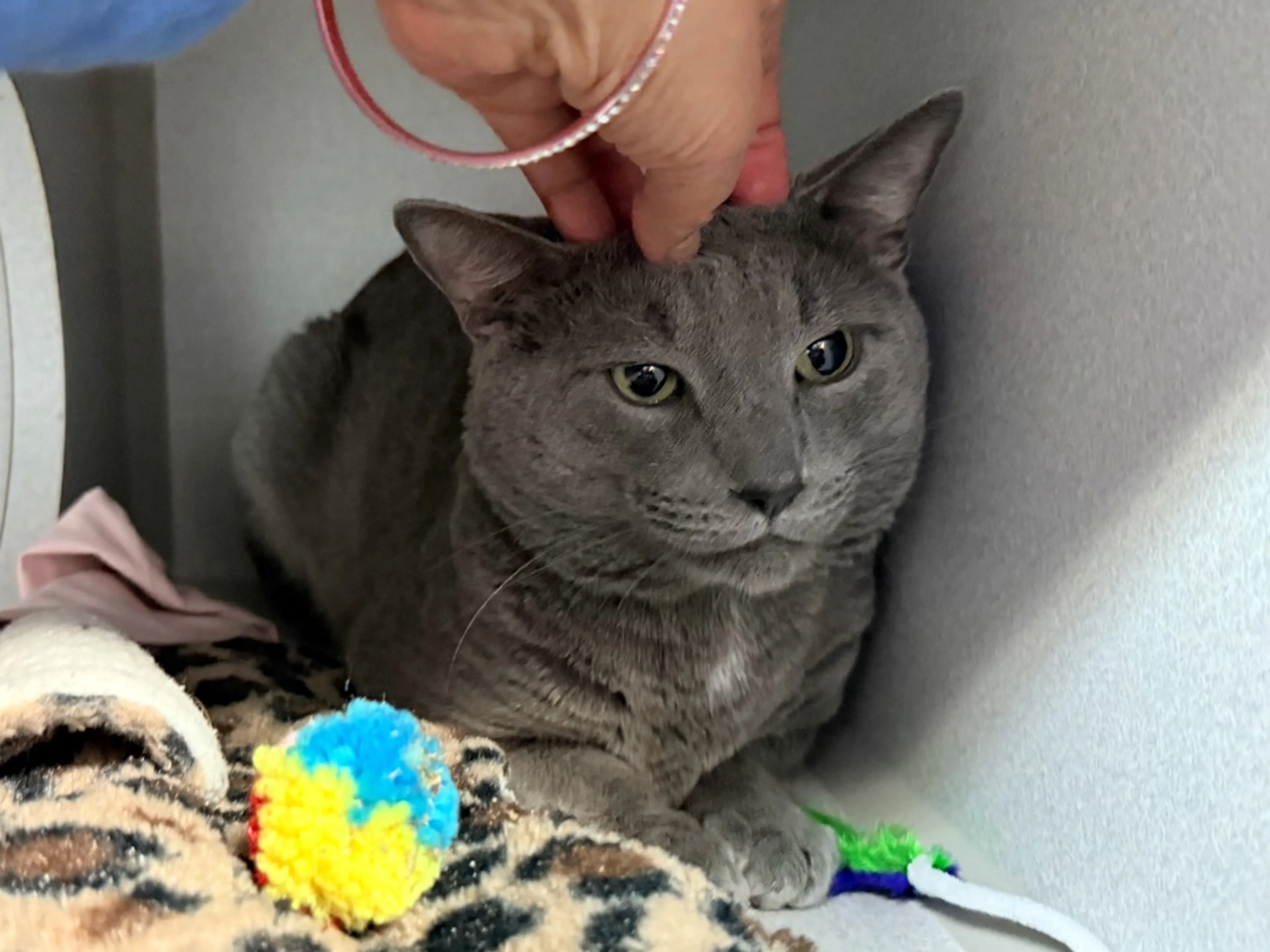 Found pet-2
