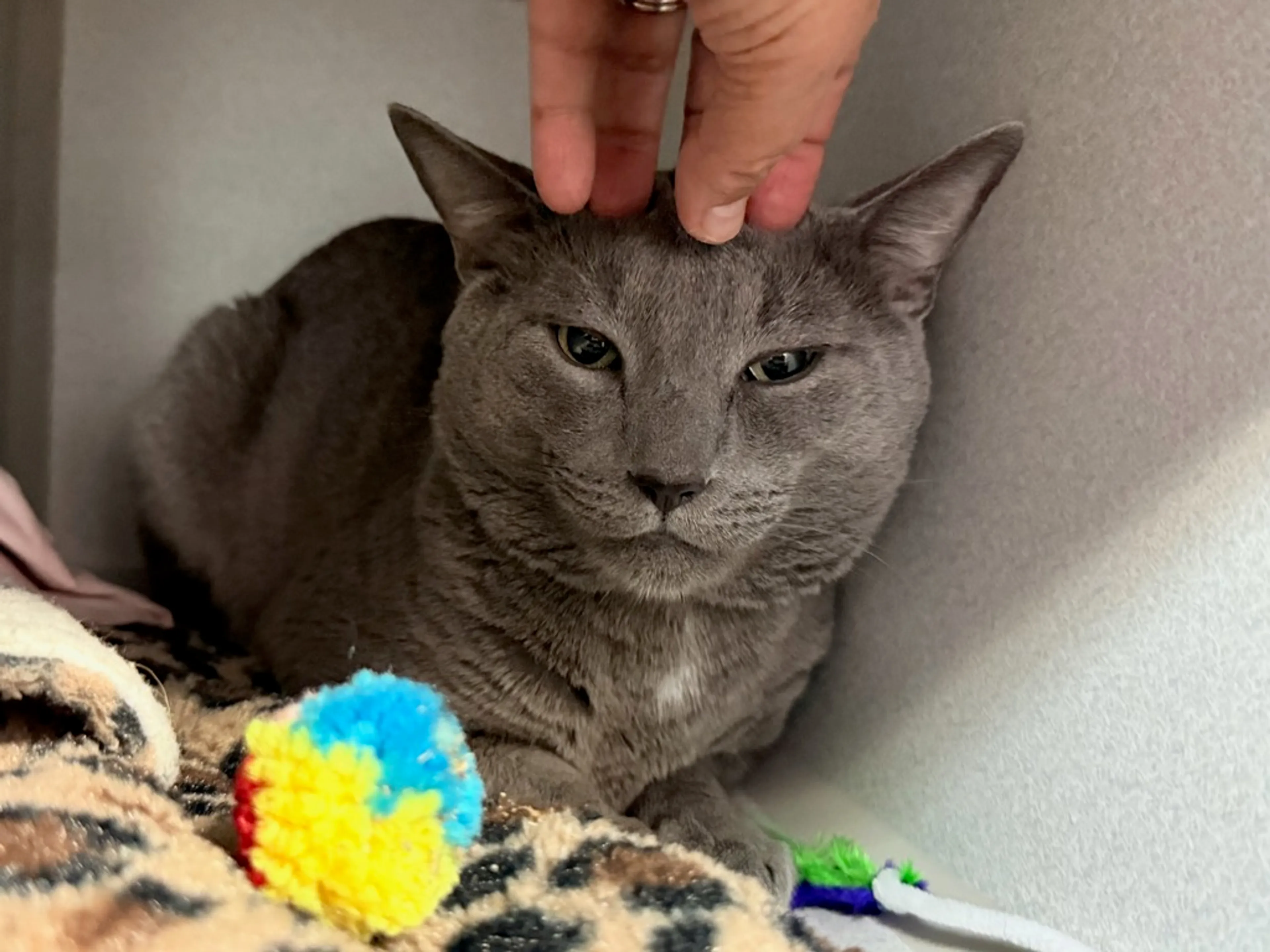 Found pet-1