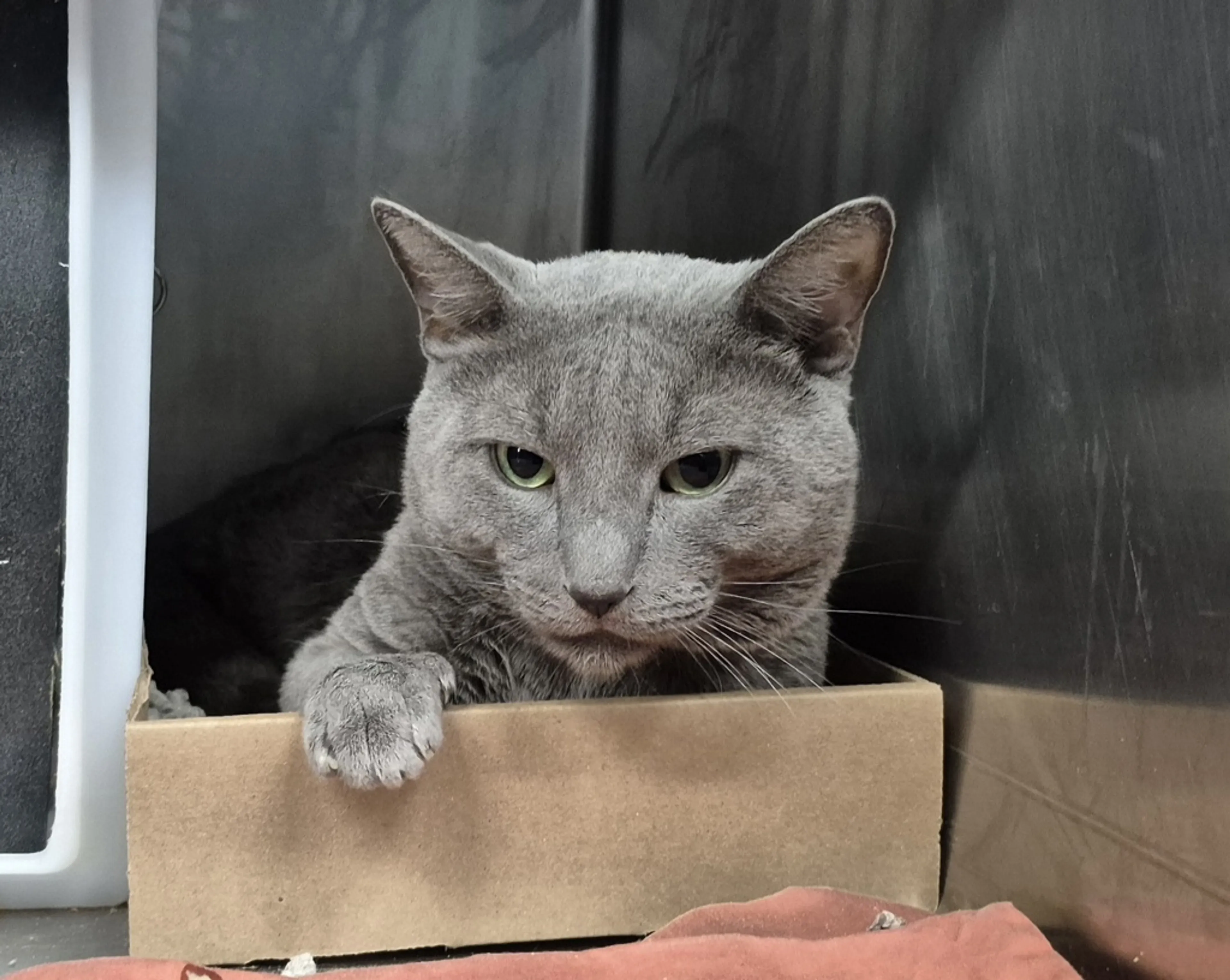 Found pet-4