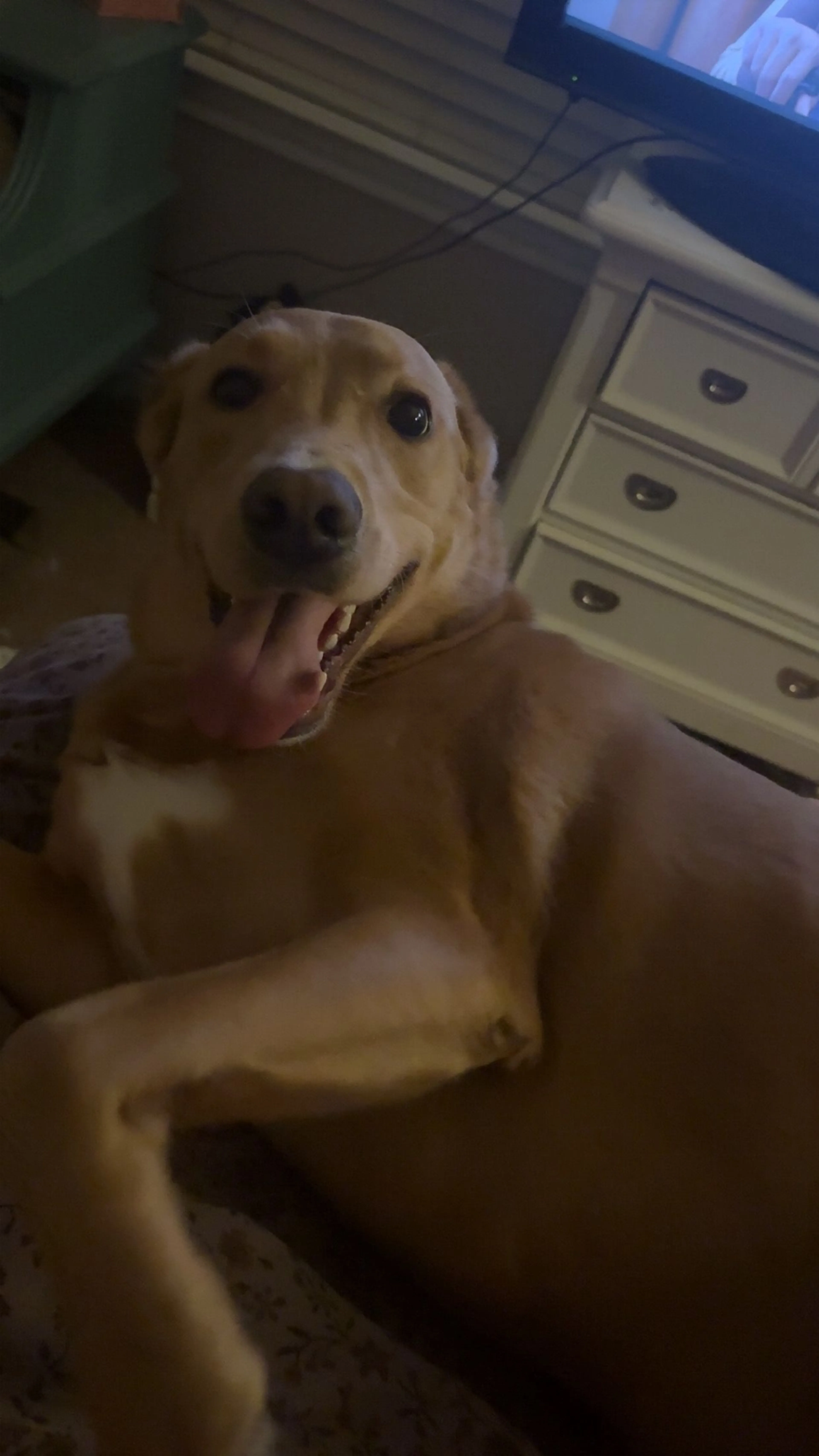 Lost pet-2