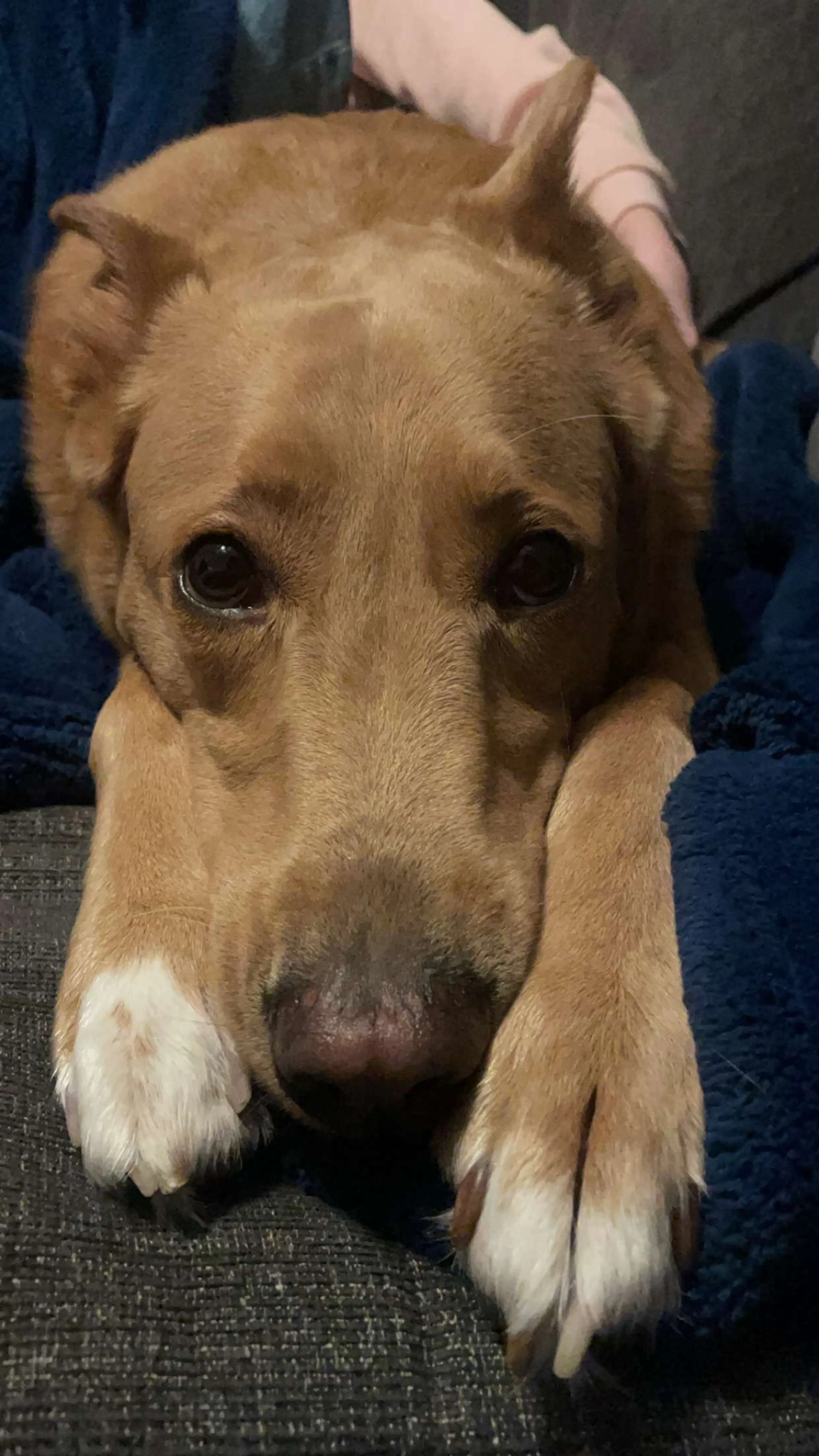 Lost pet-3