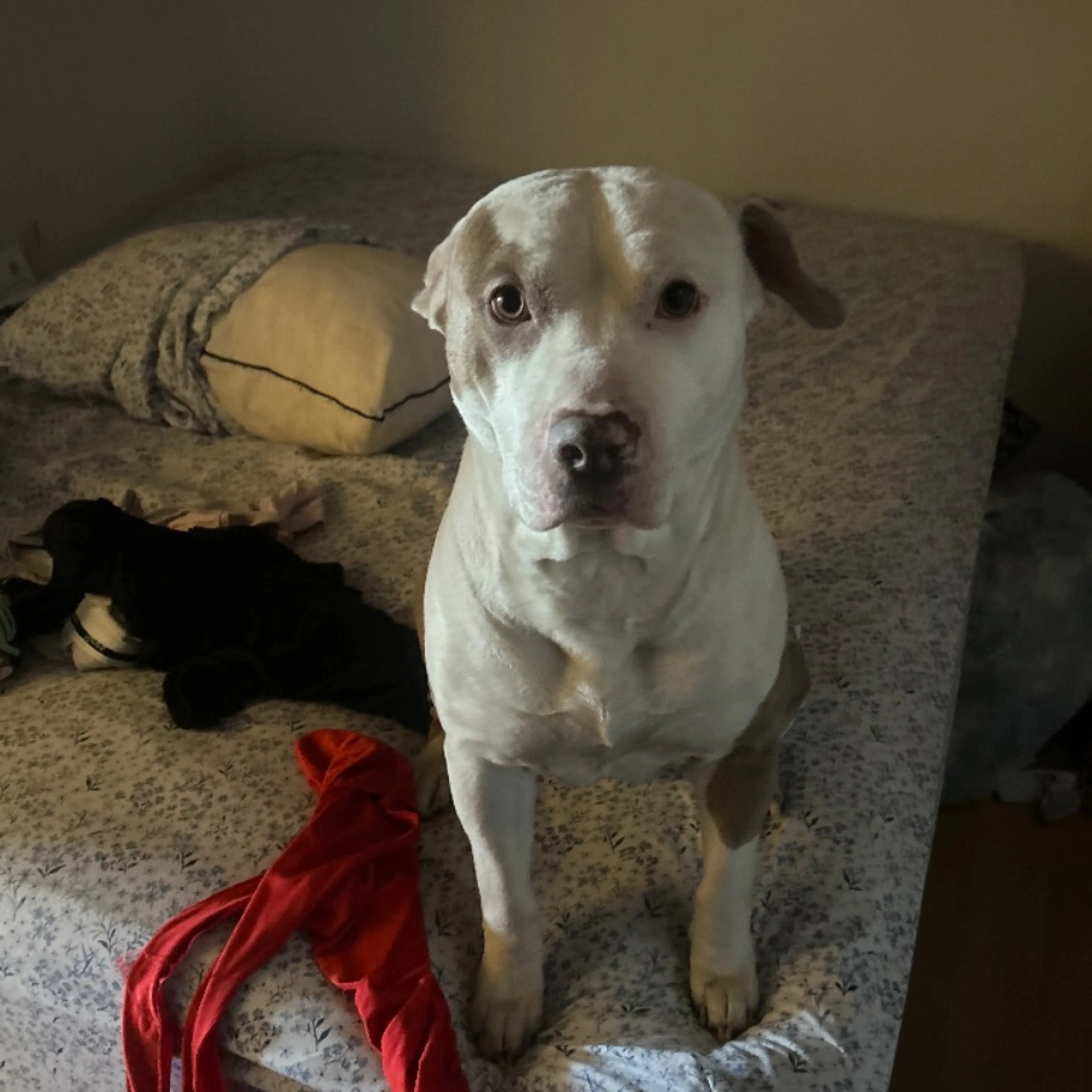 Lost pet