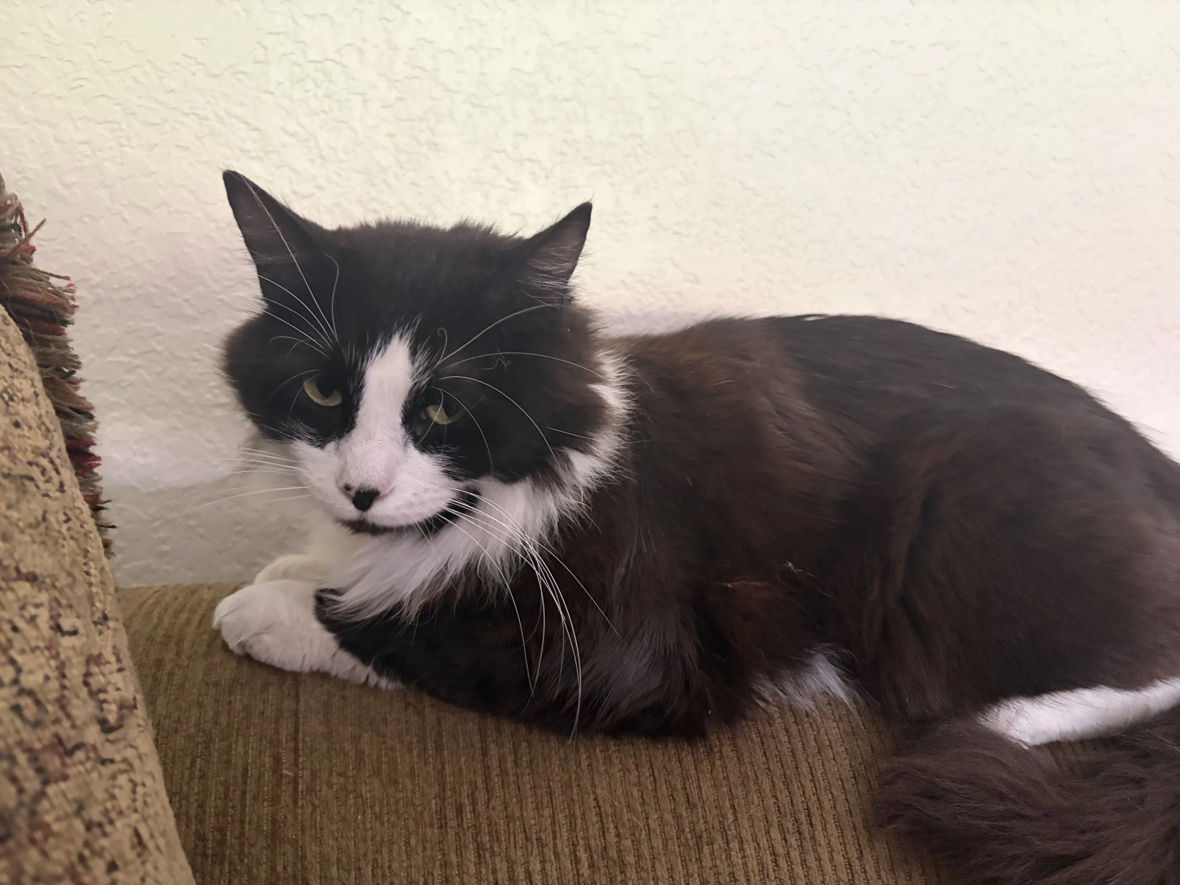 Lost pet