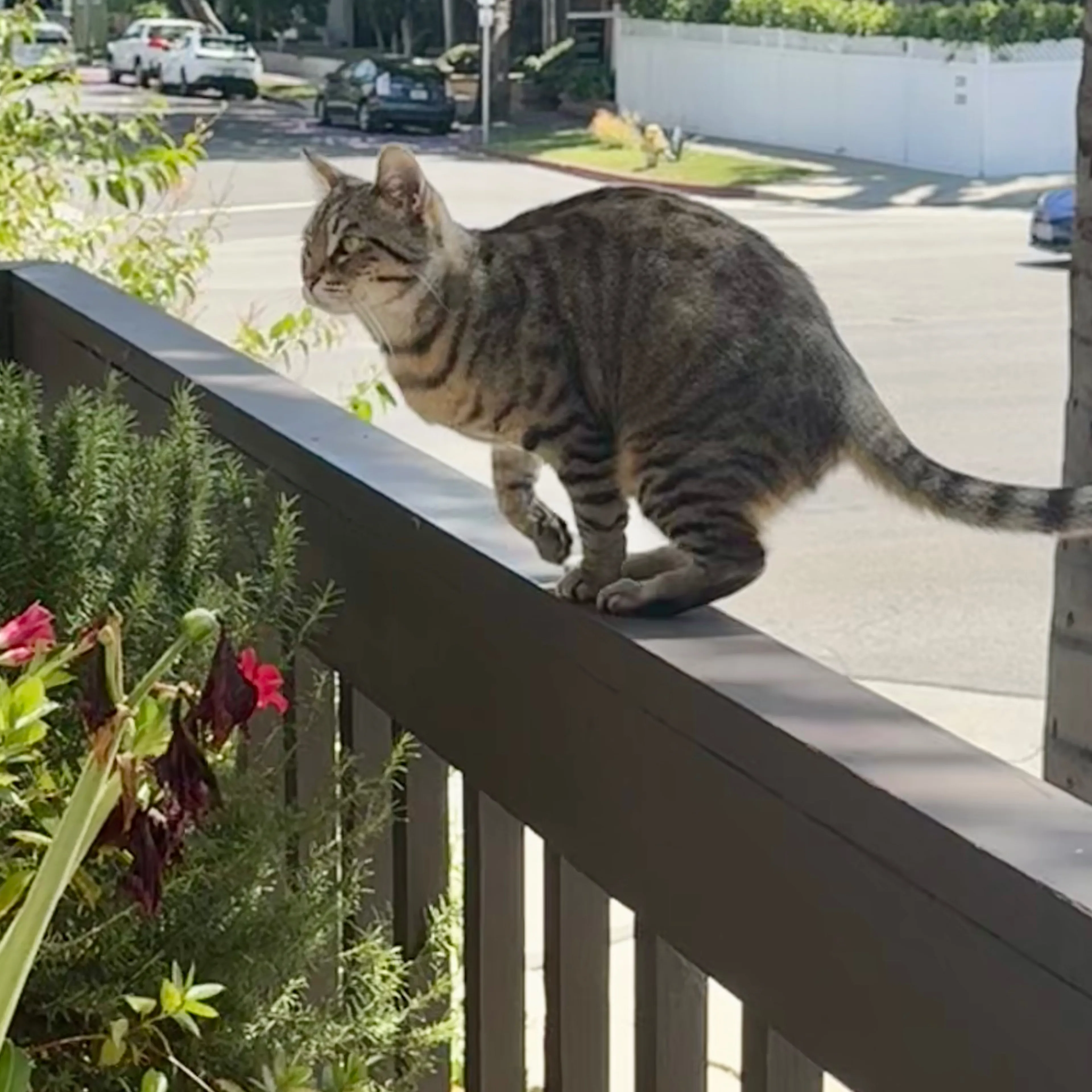 Lost pet-1