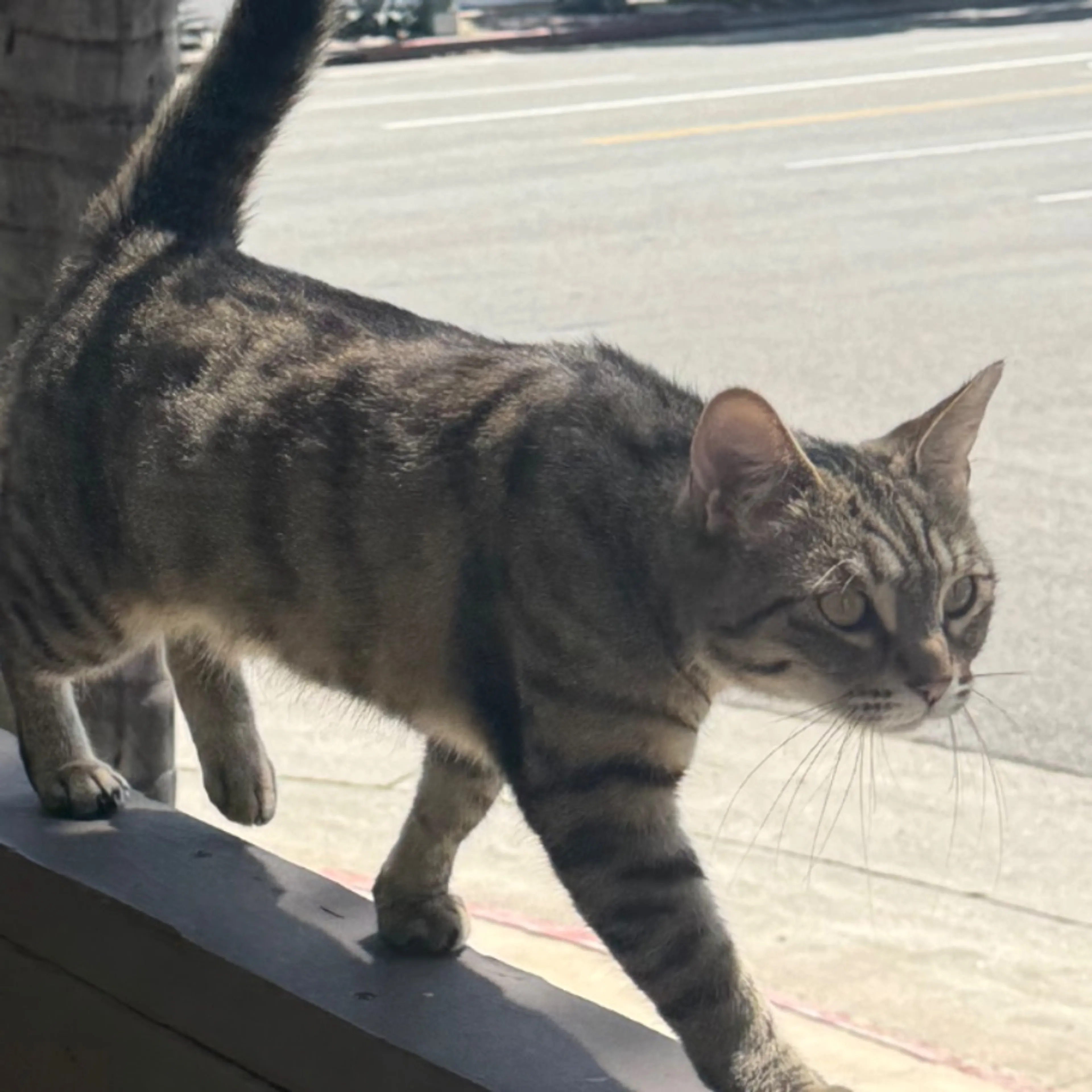 Lost pet-0
