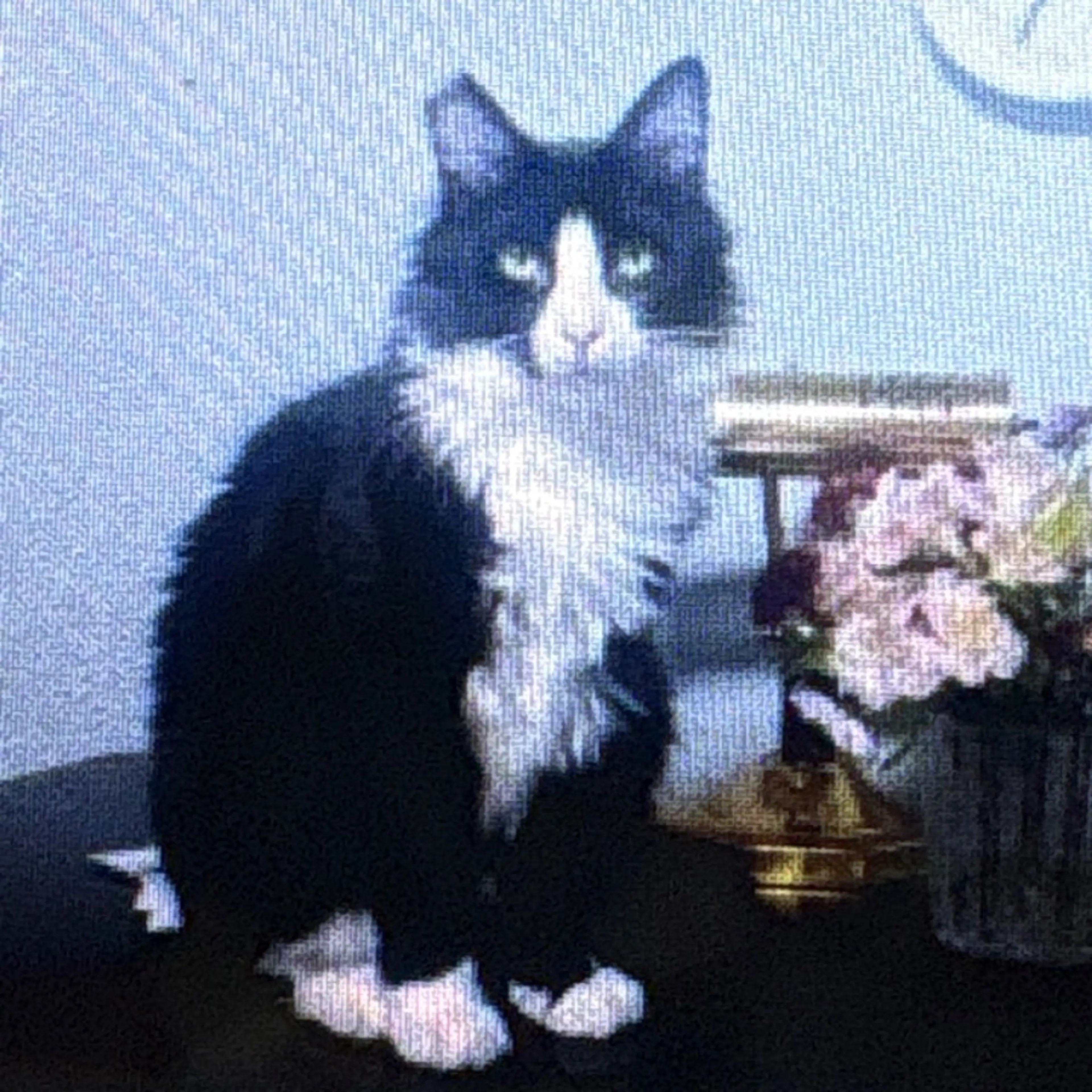 Lost pet