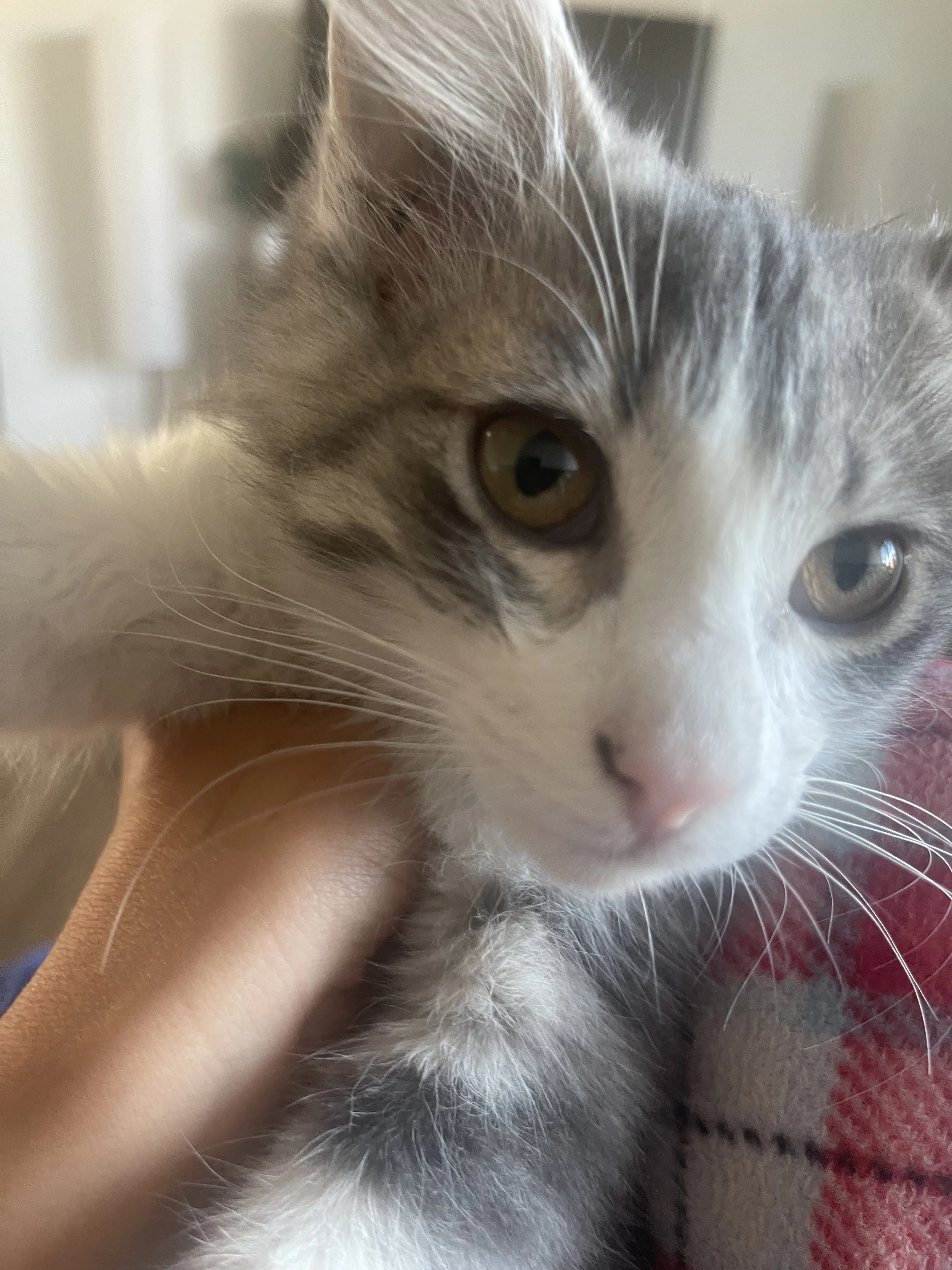 Lost pet-1