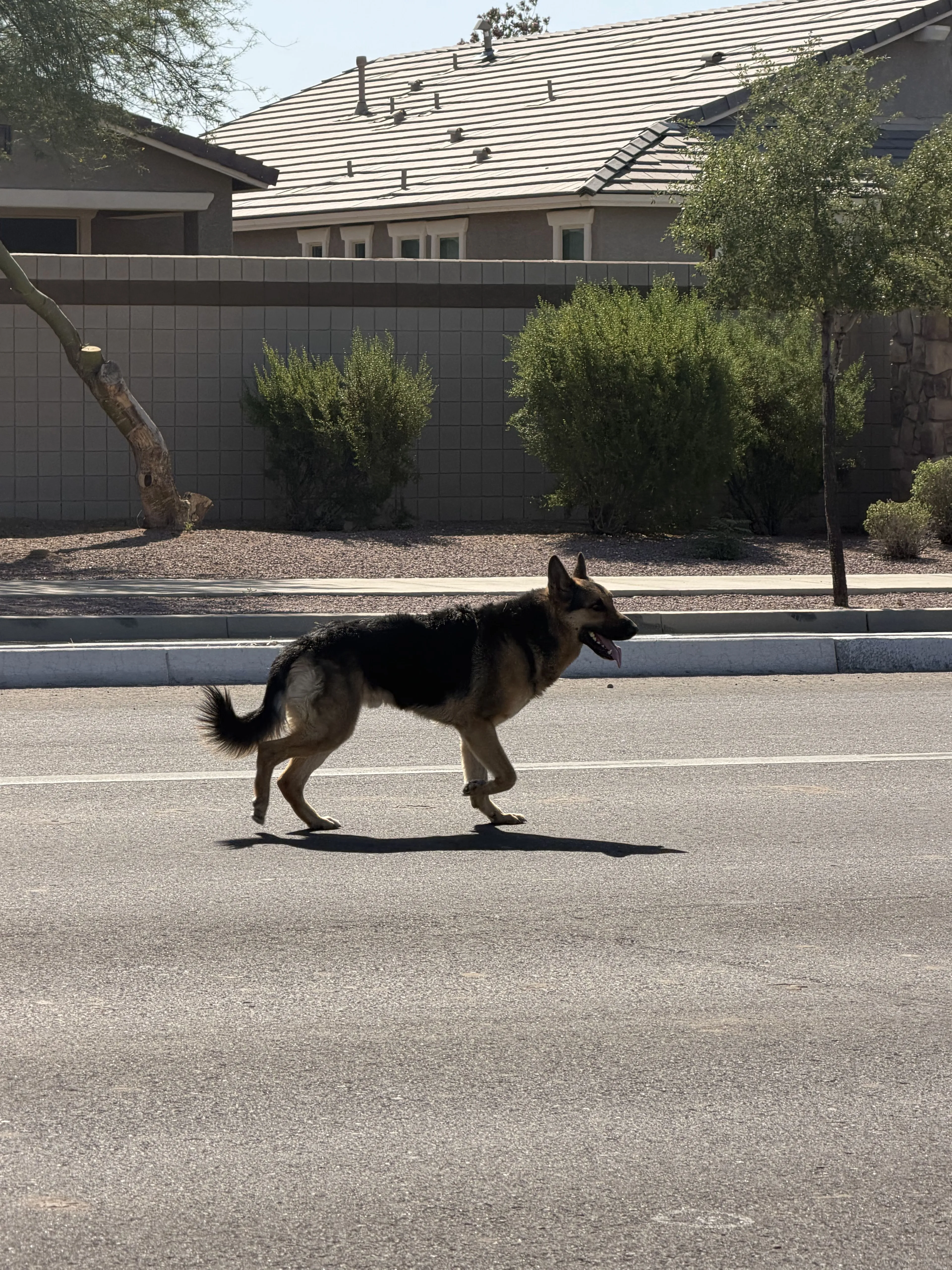 Lost pet