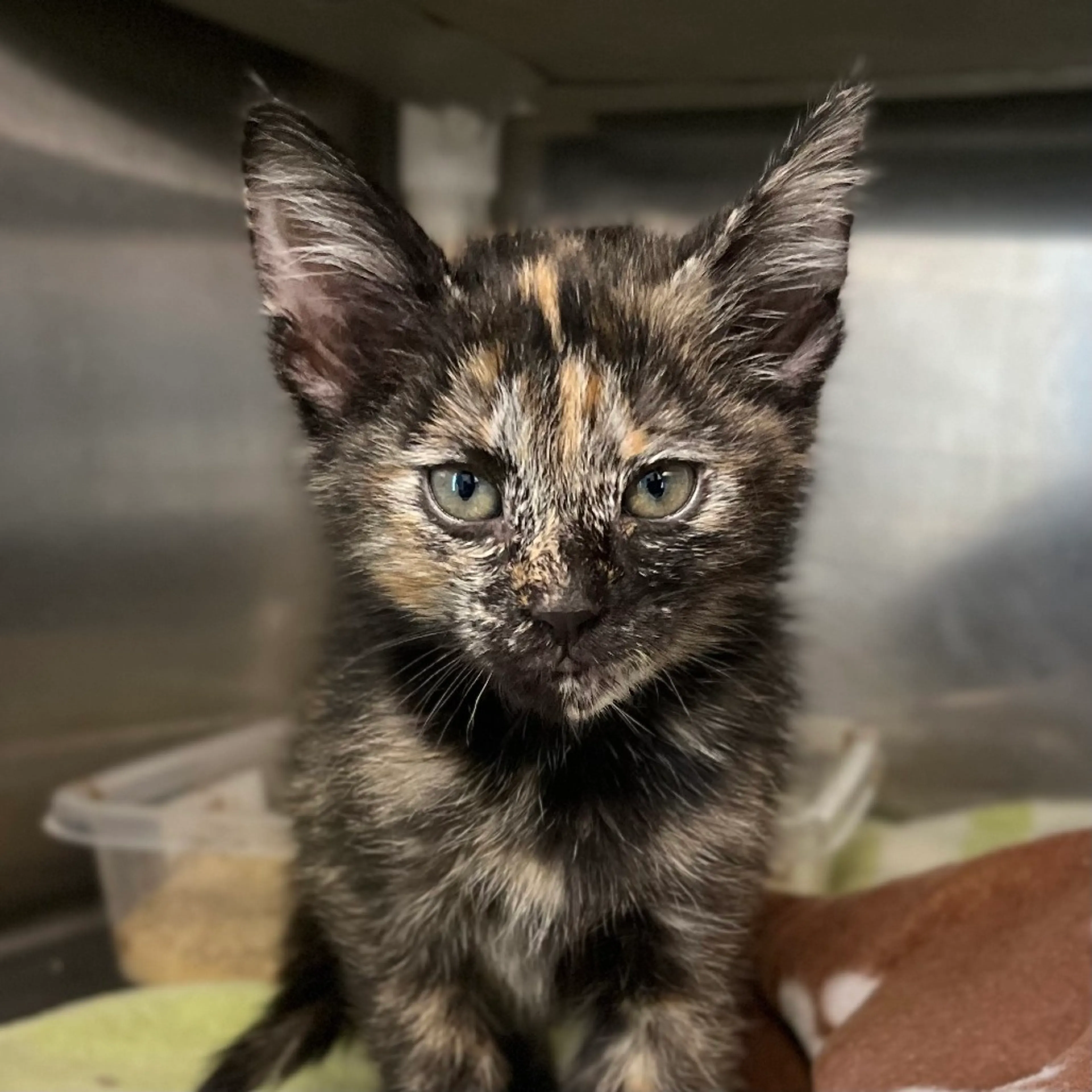 Found pet-1
