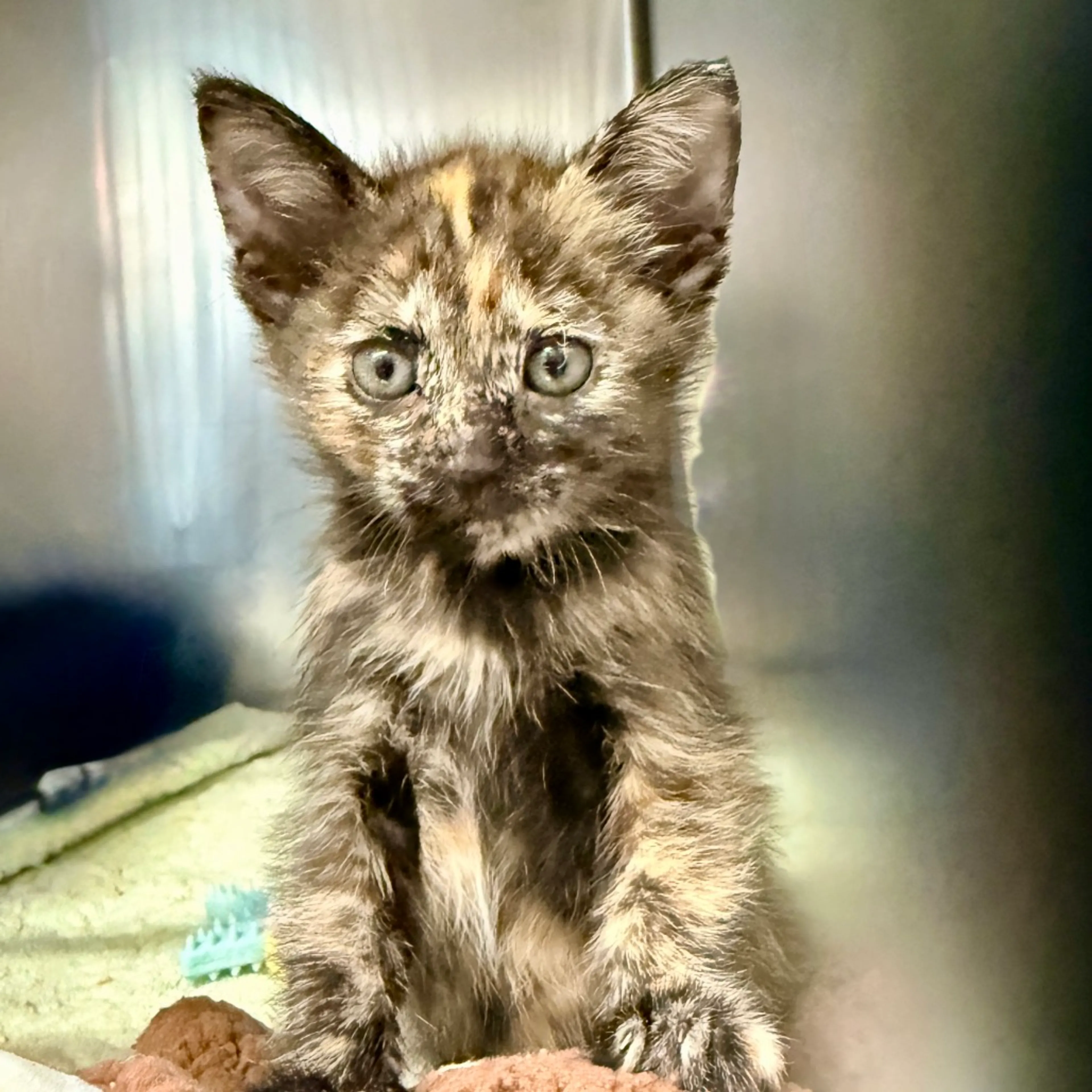 Found pet-2