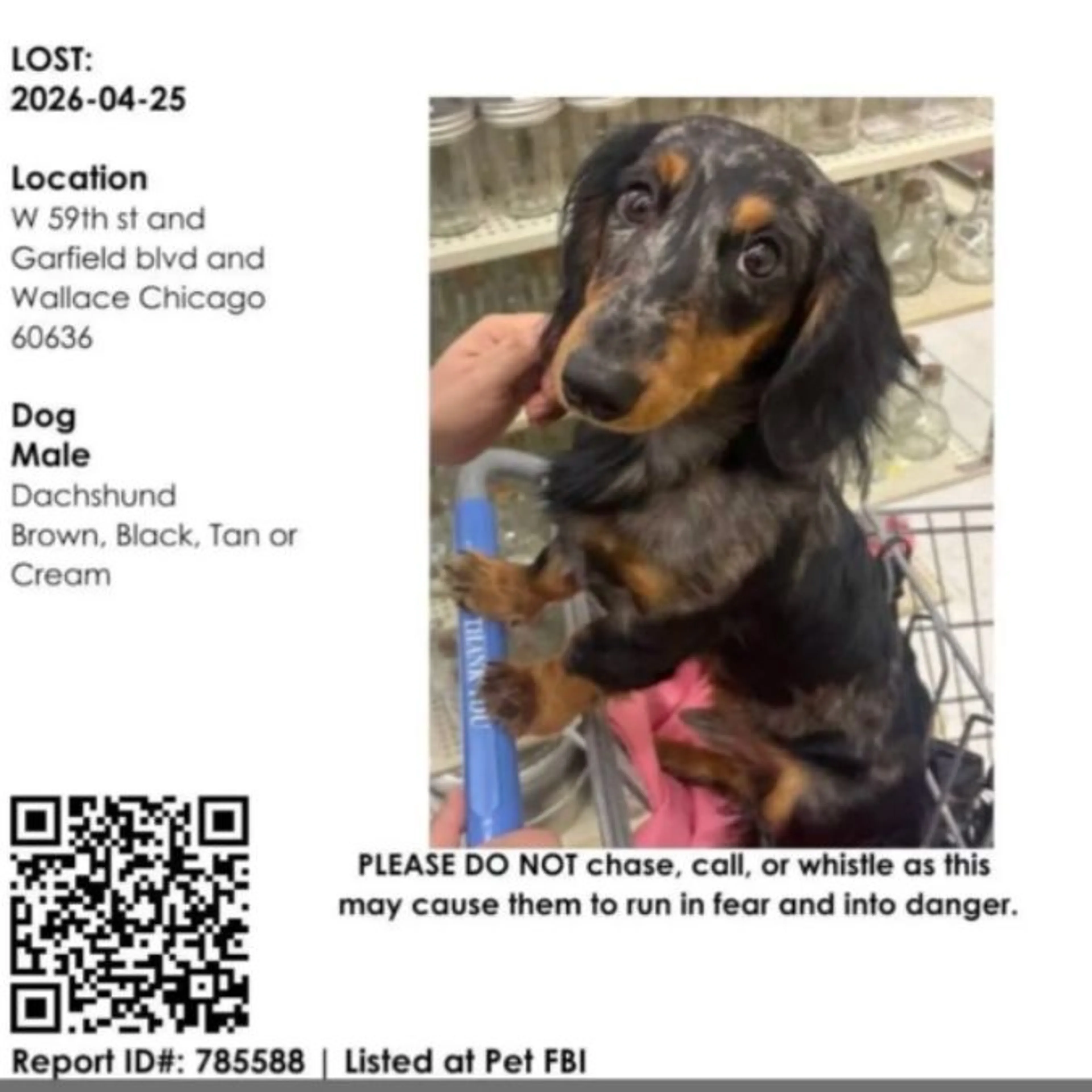 Lost pet