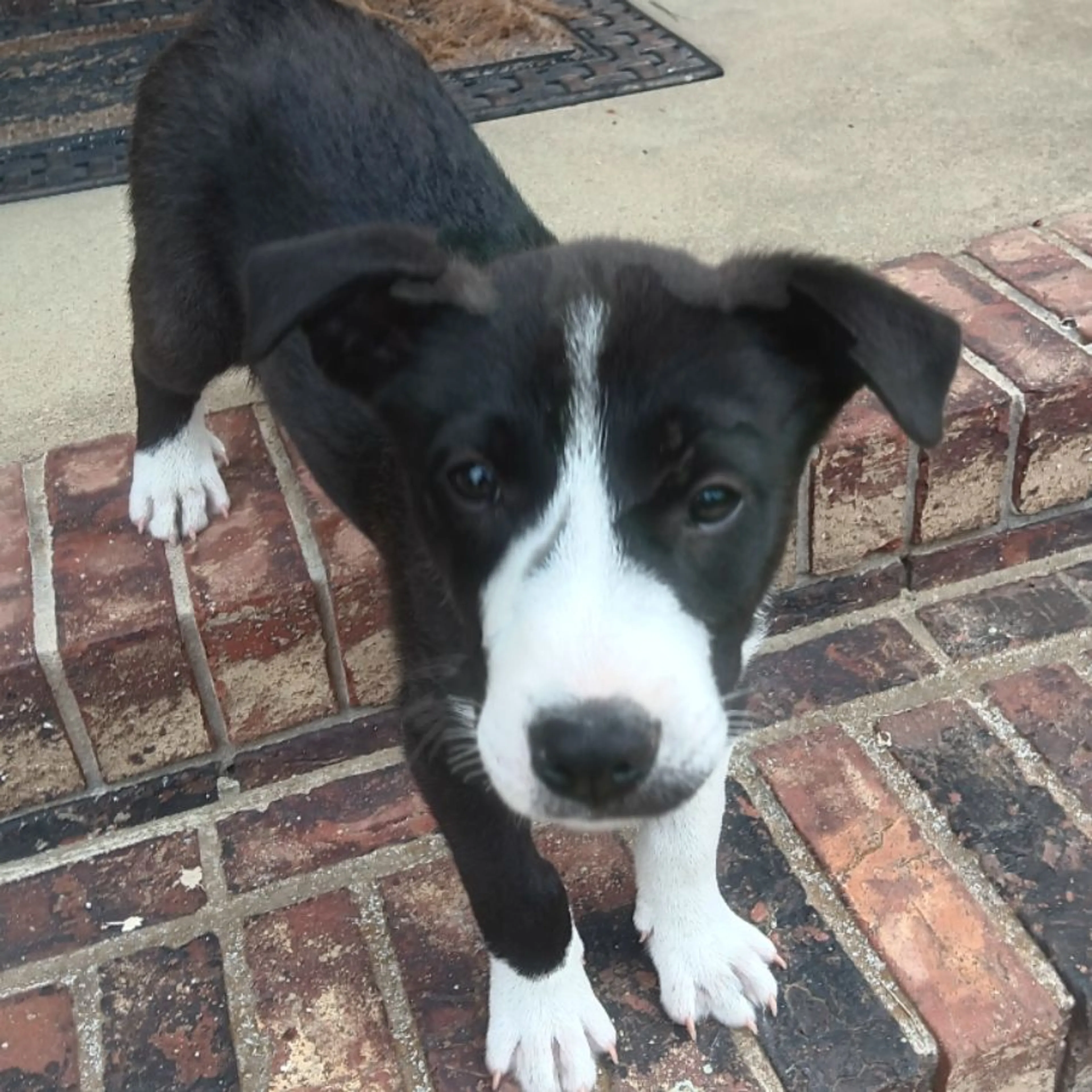 Found pet