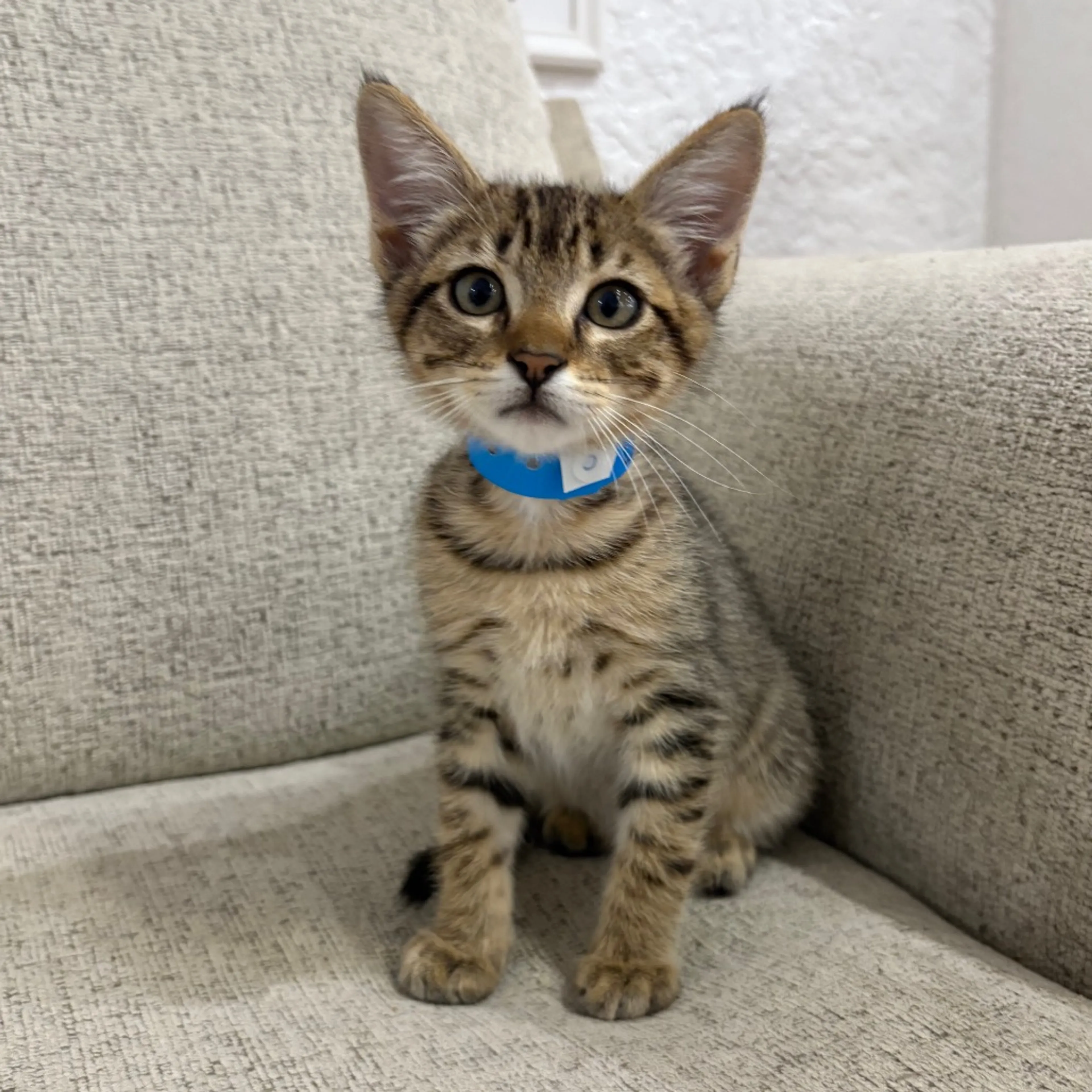 Found pet-0