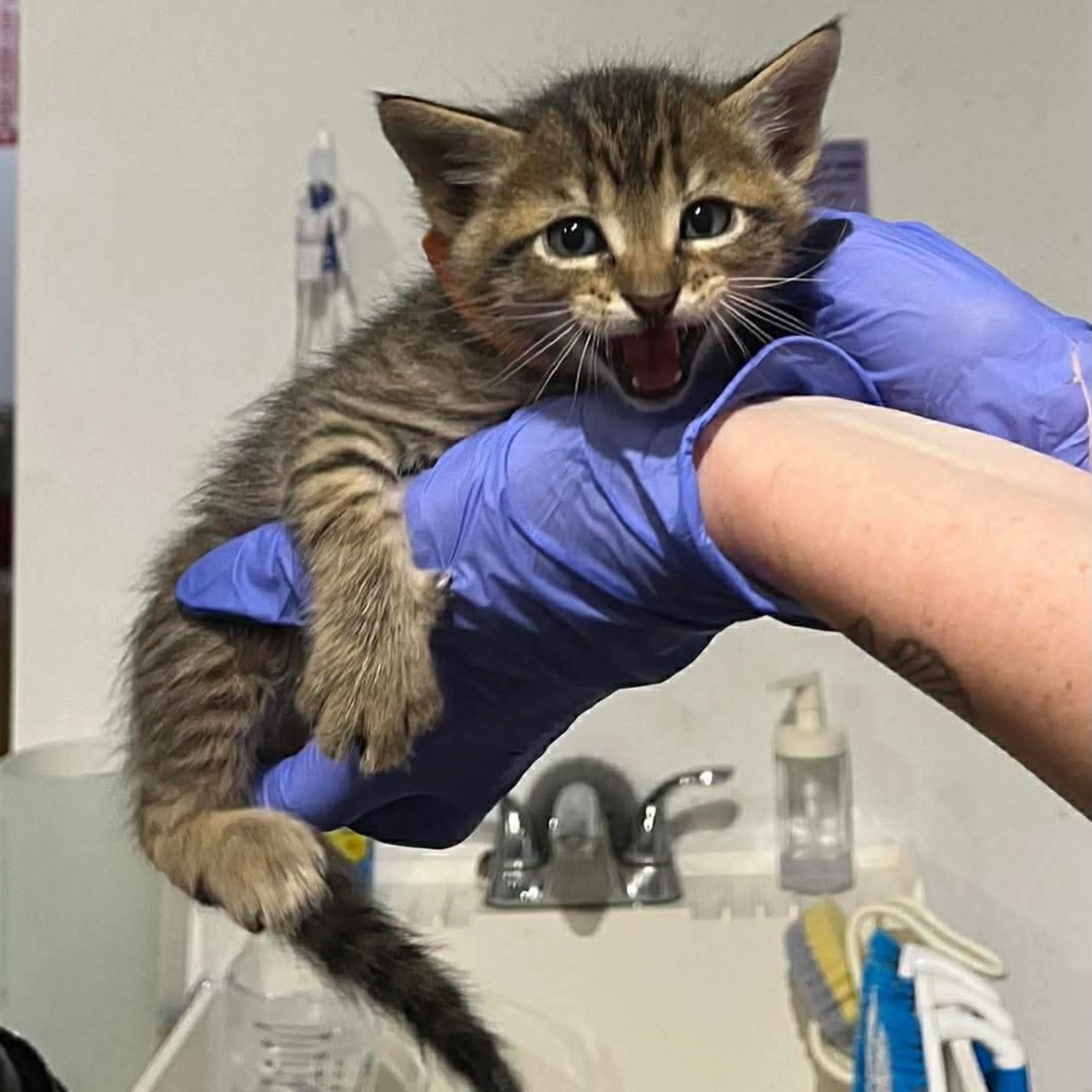 Found pet-1