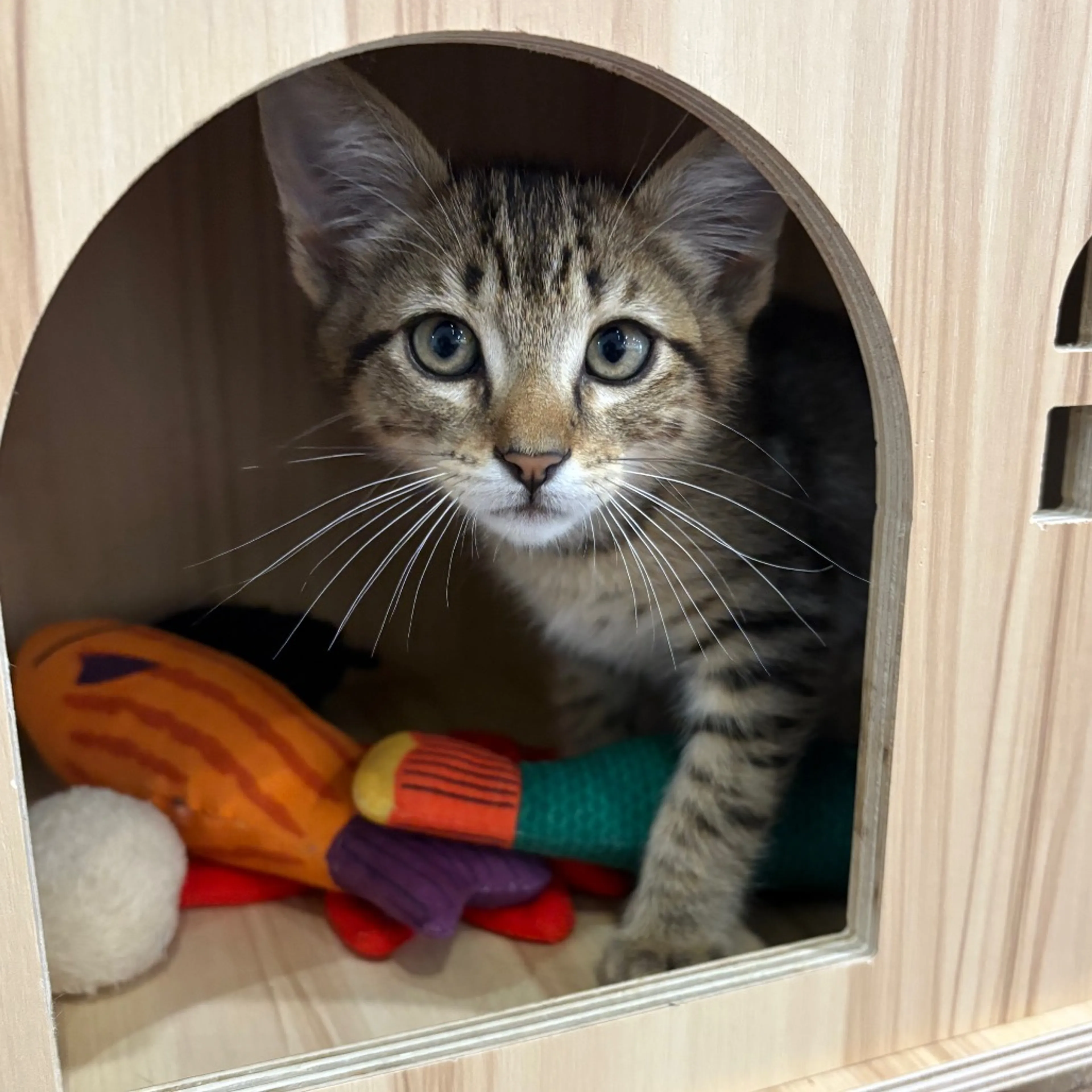 Found pet-2