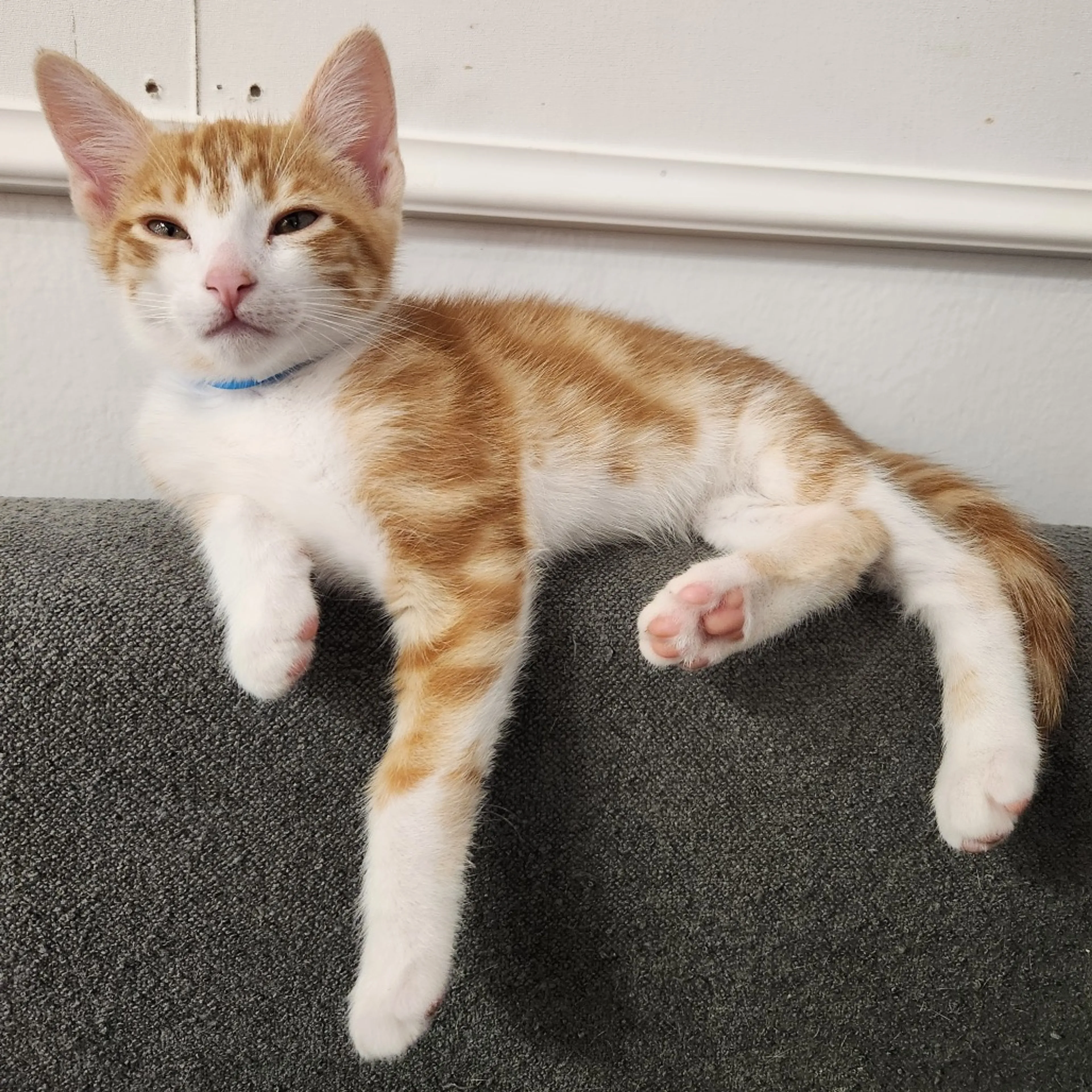 Found pet