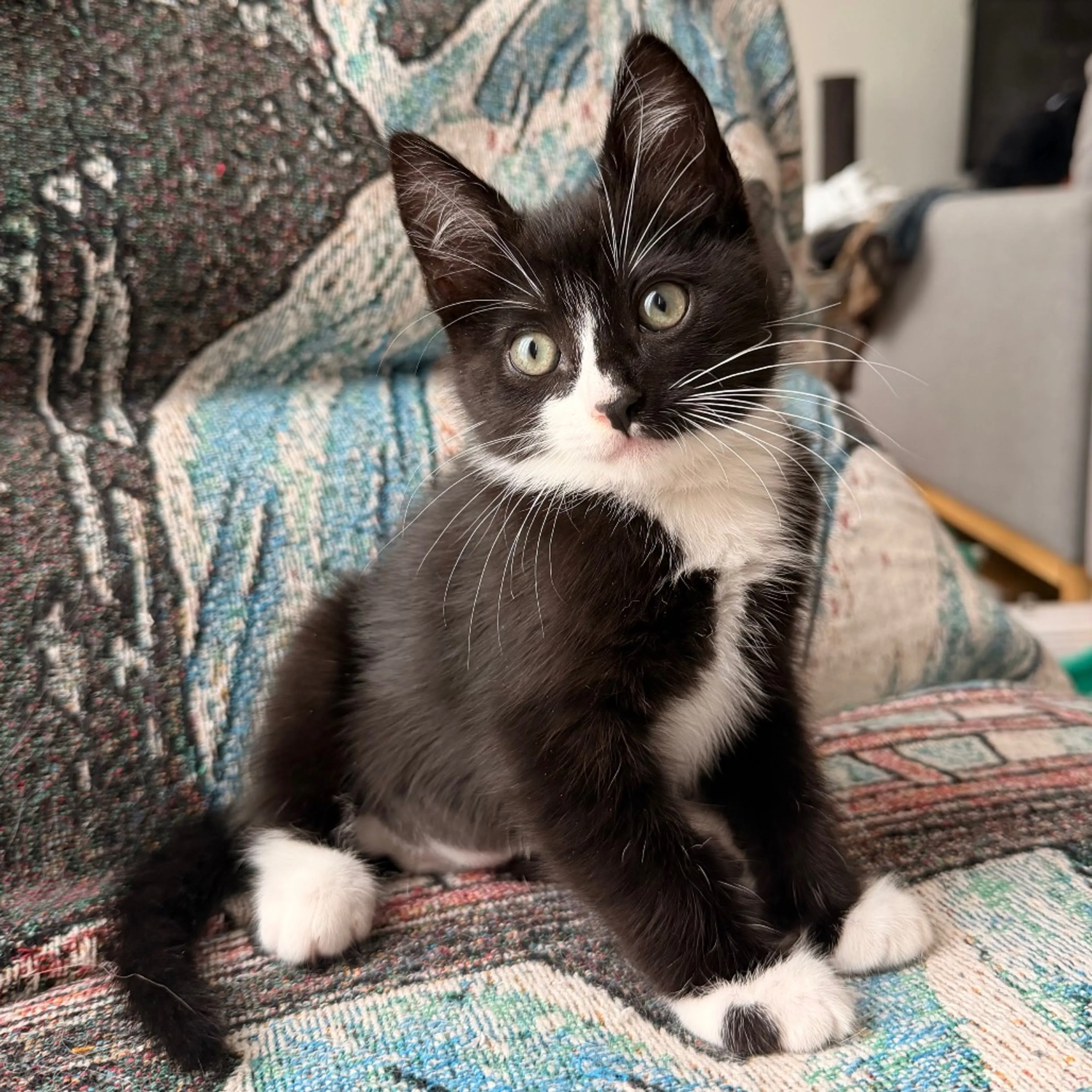 Found pet