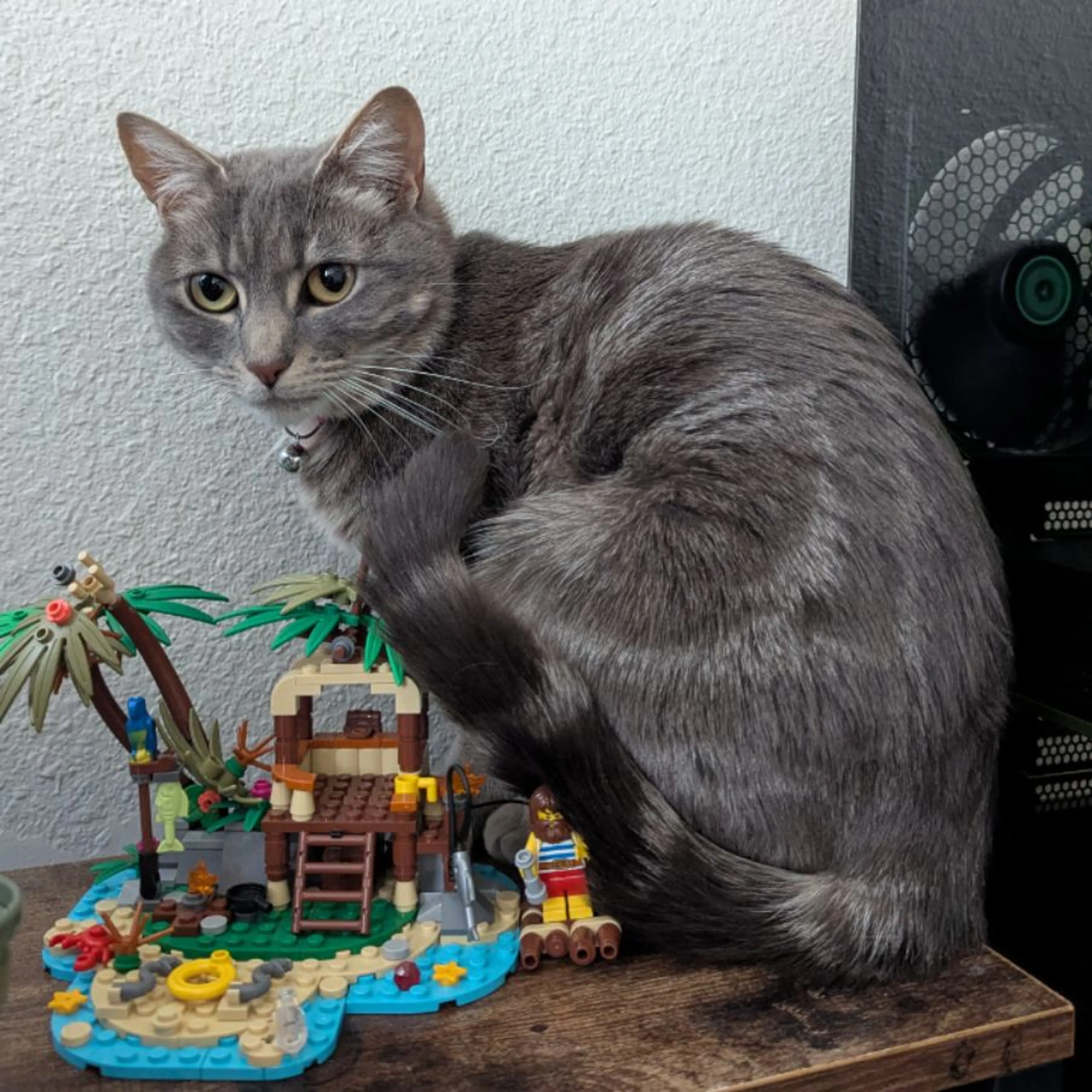 Lost pet-0