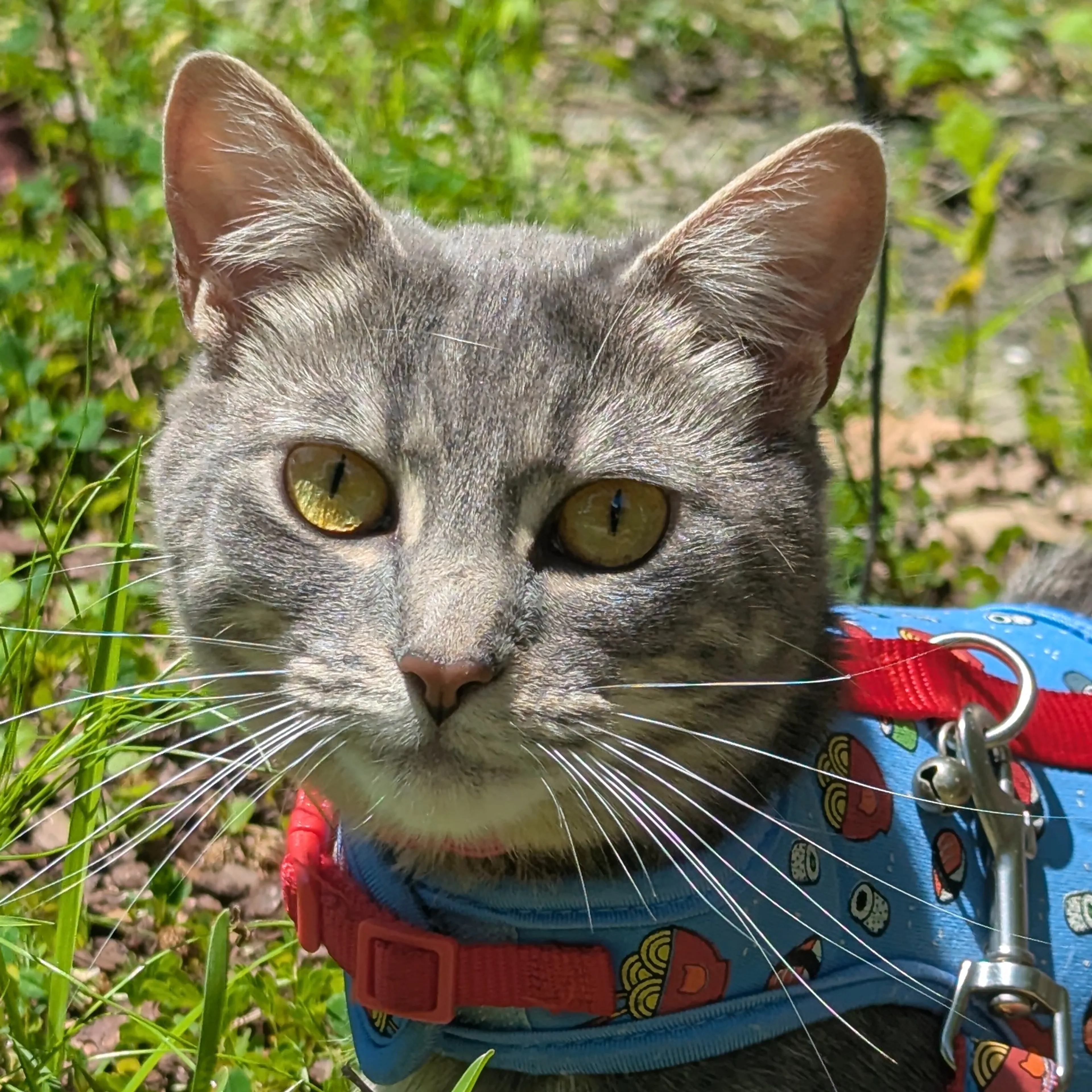 Lost pet-2