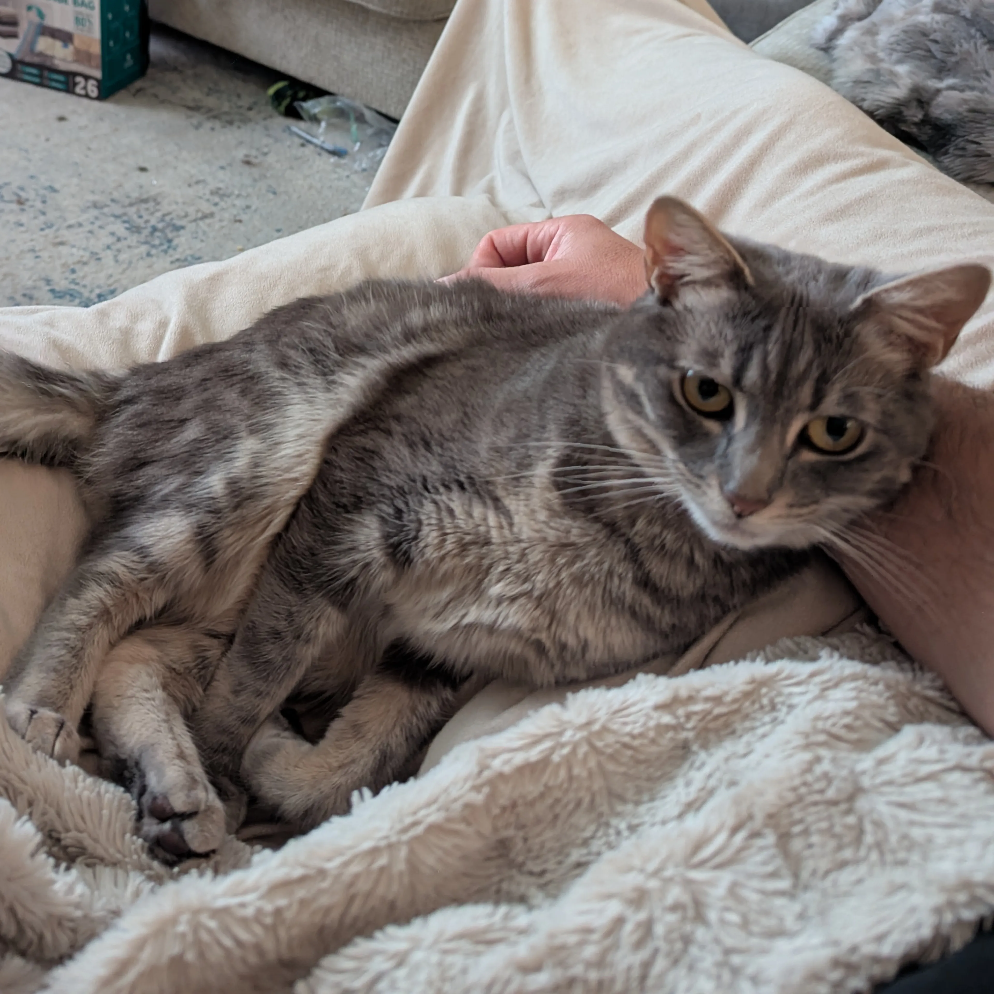 Lost pet-3