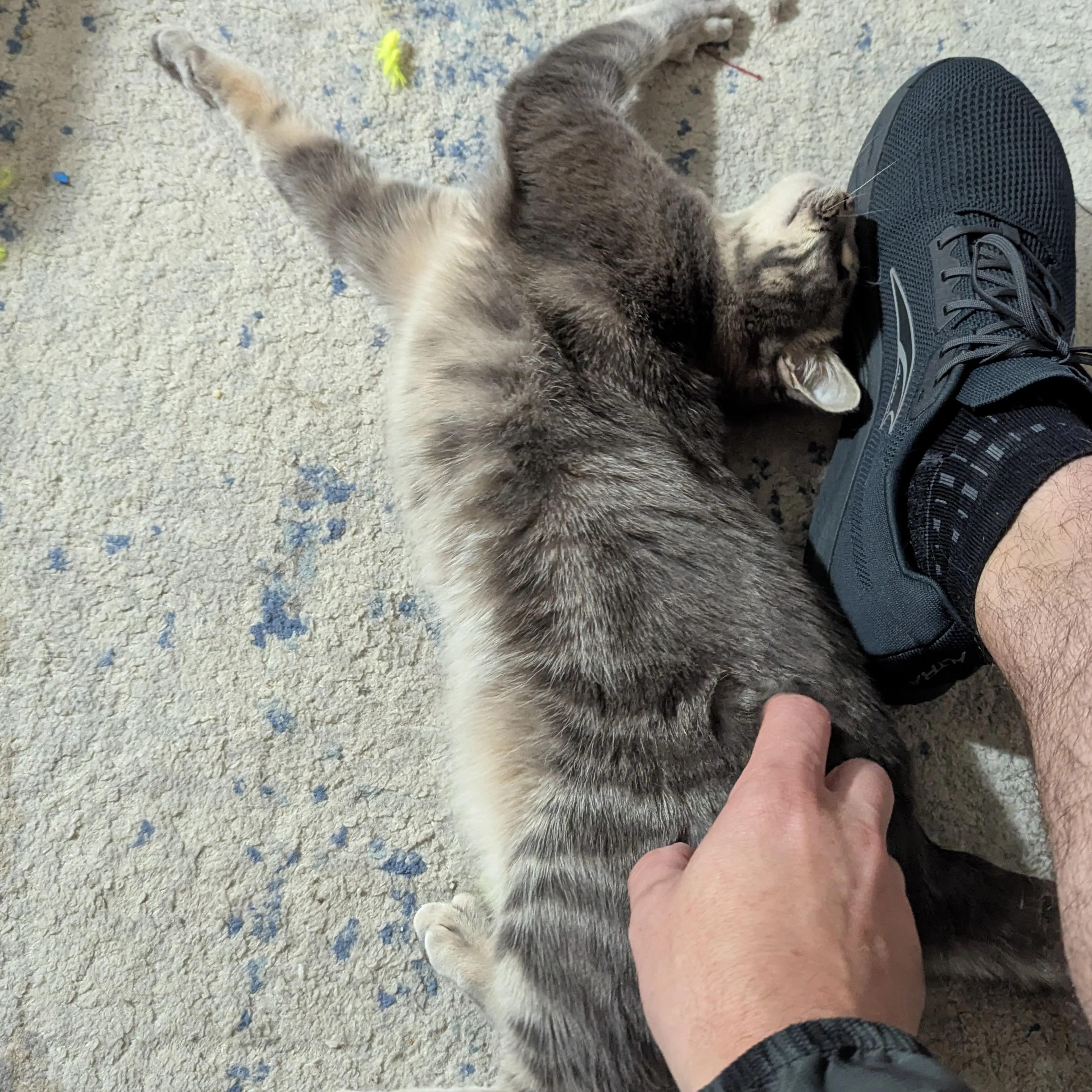 Lost pet-1