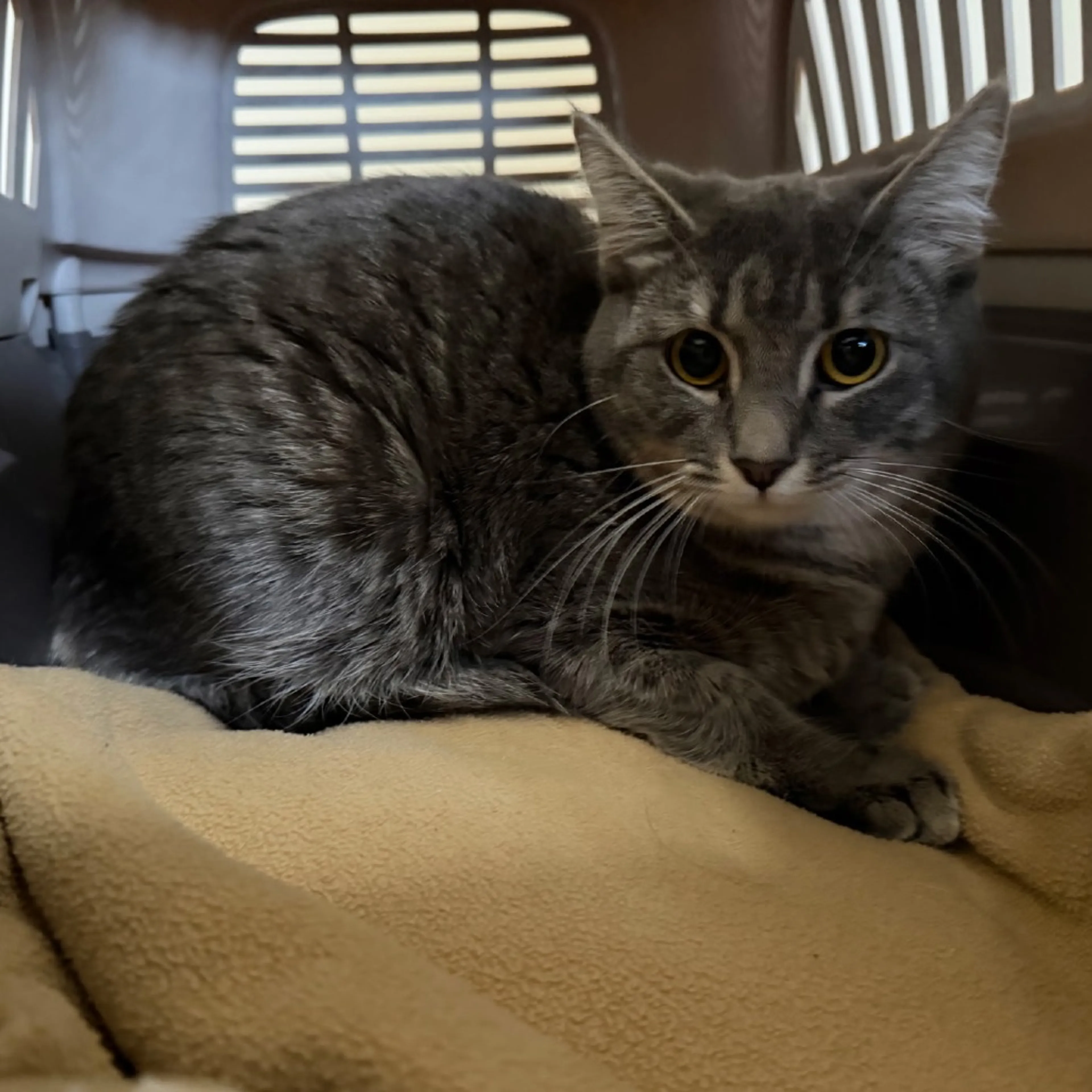 Found pet