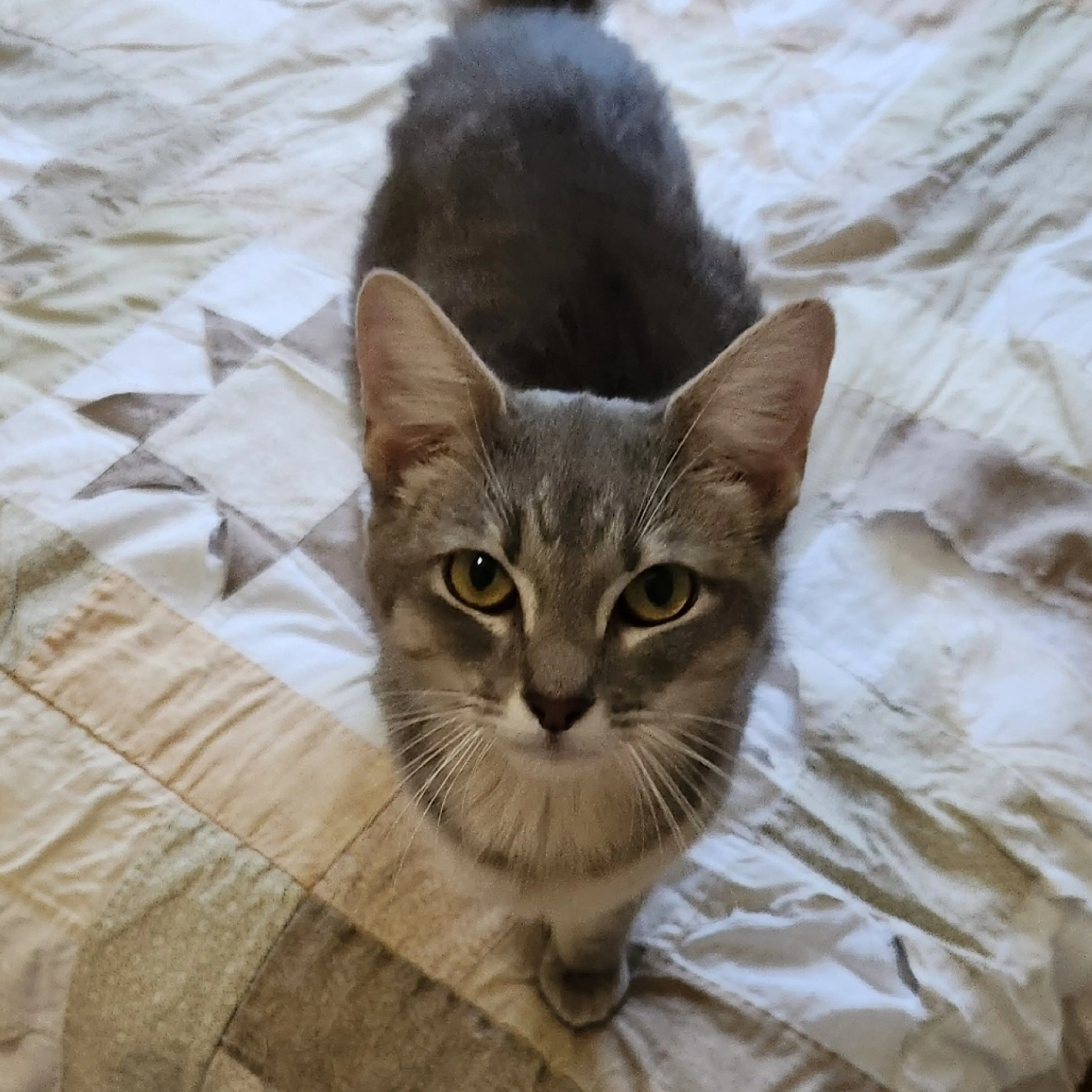 Found pet