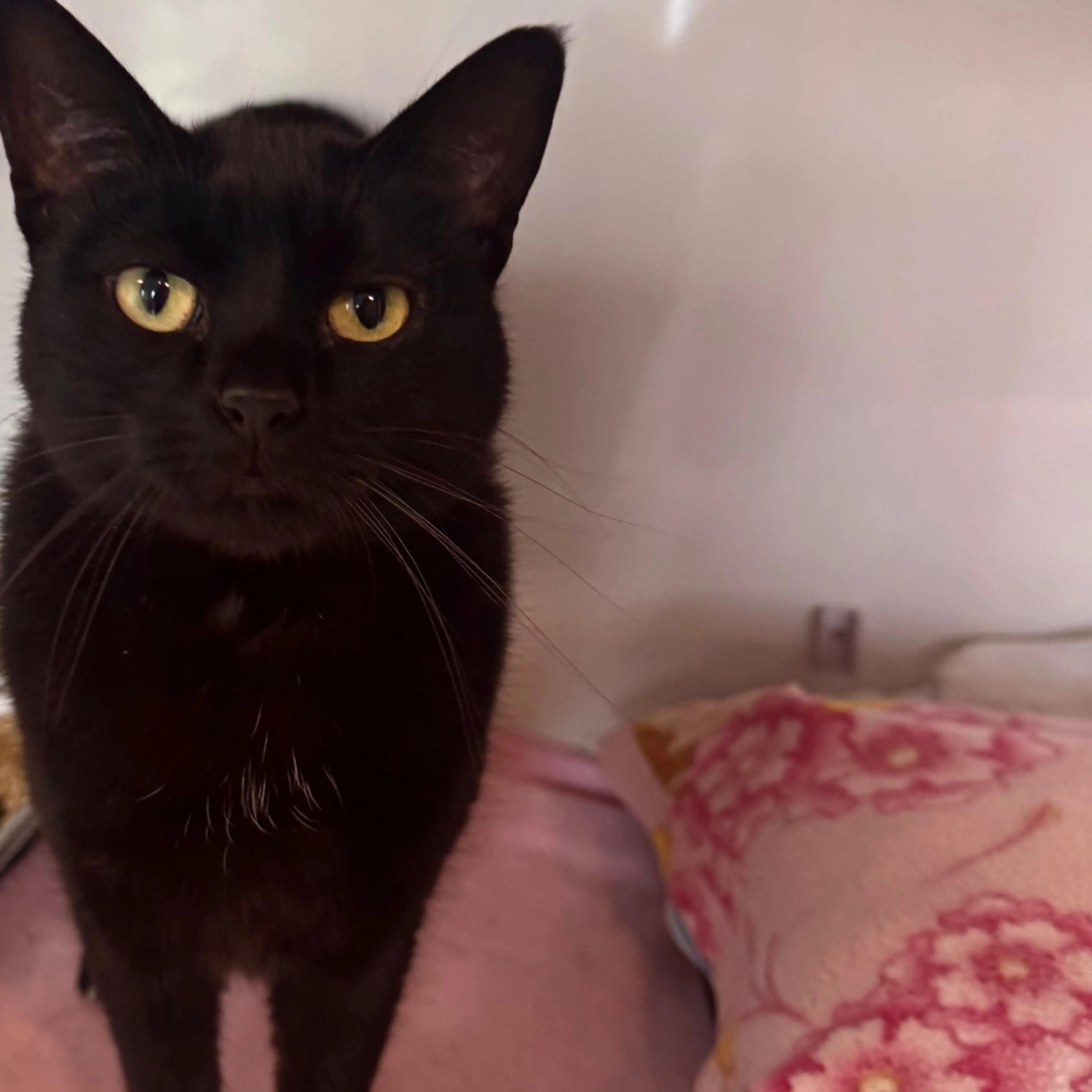 Found pet-3