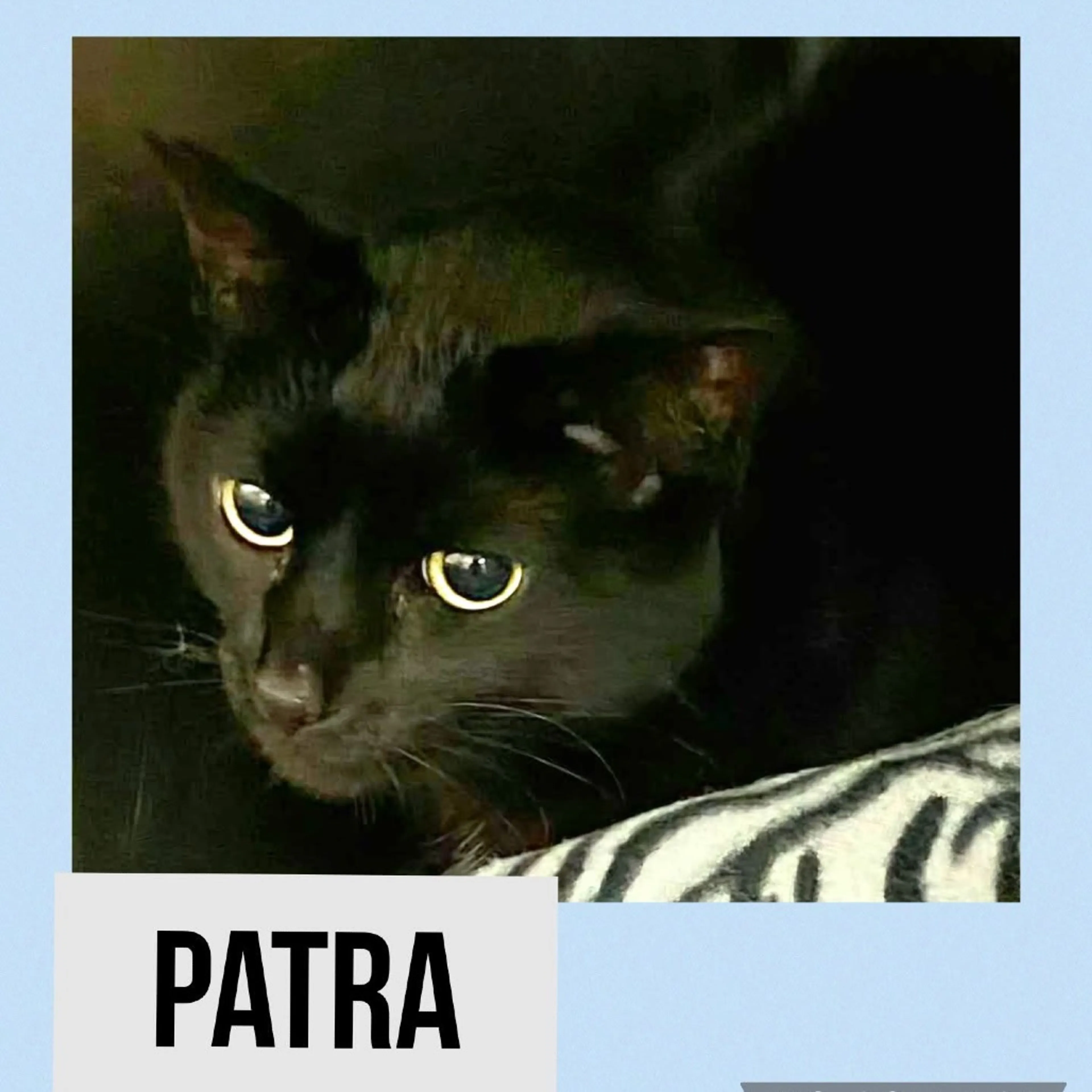 Found pet-2