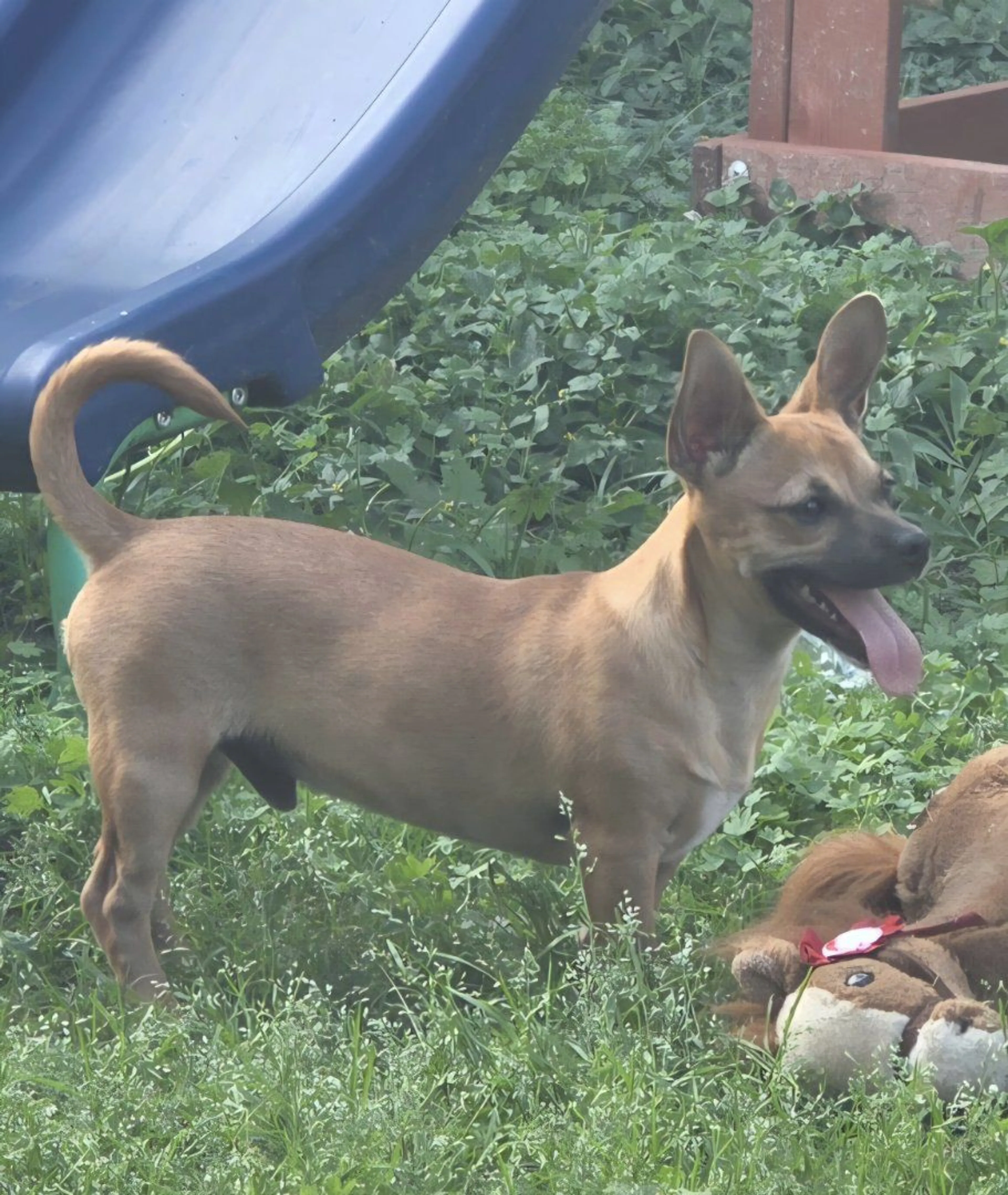 Lost pet