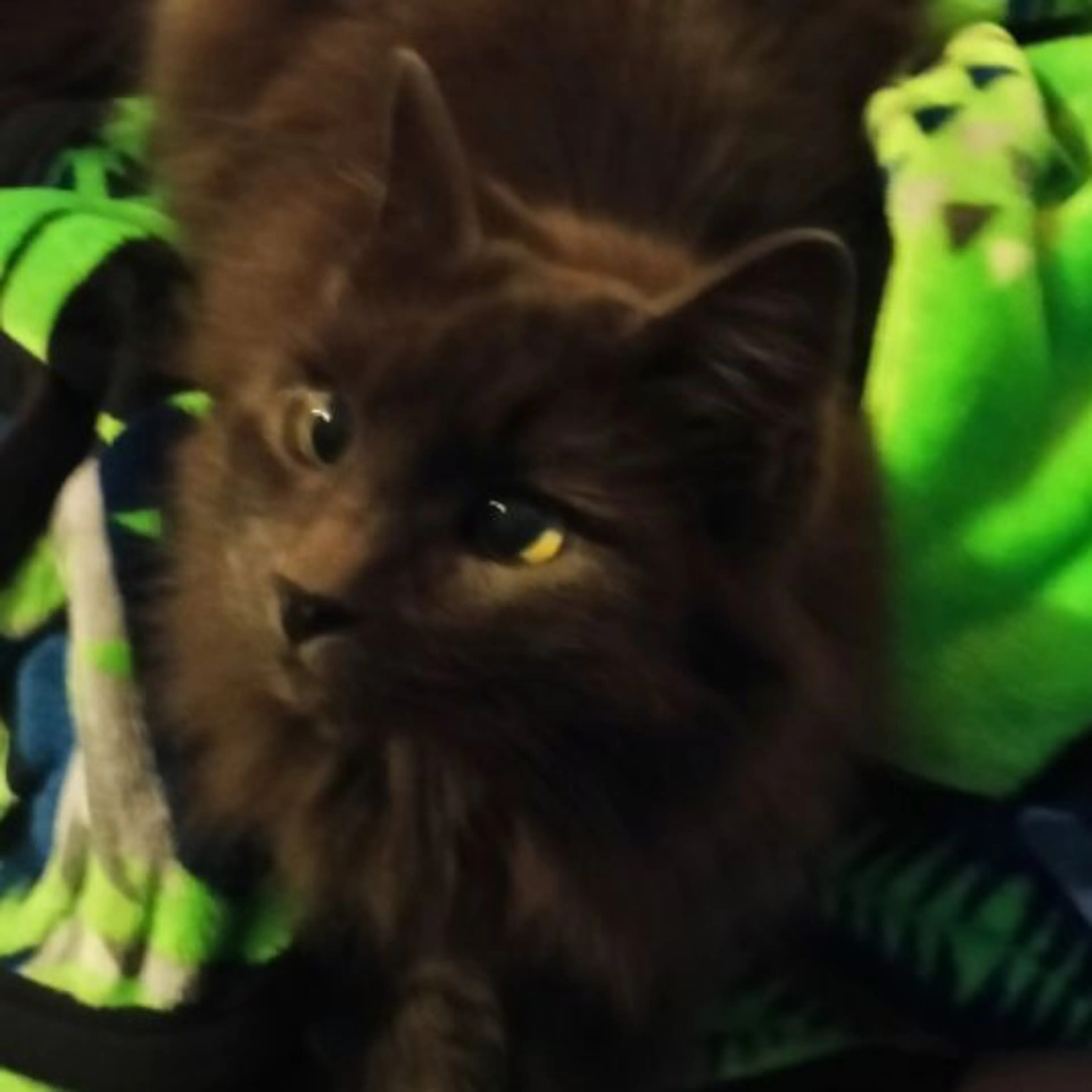 Lost pet
