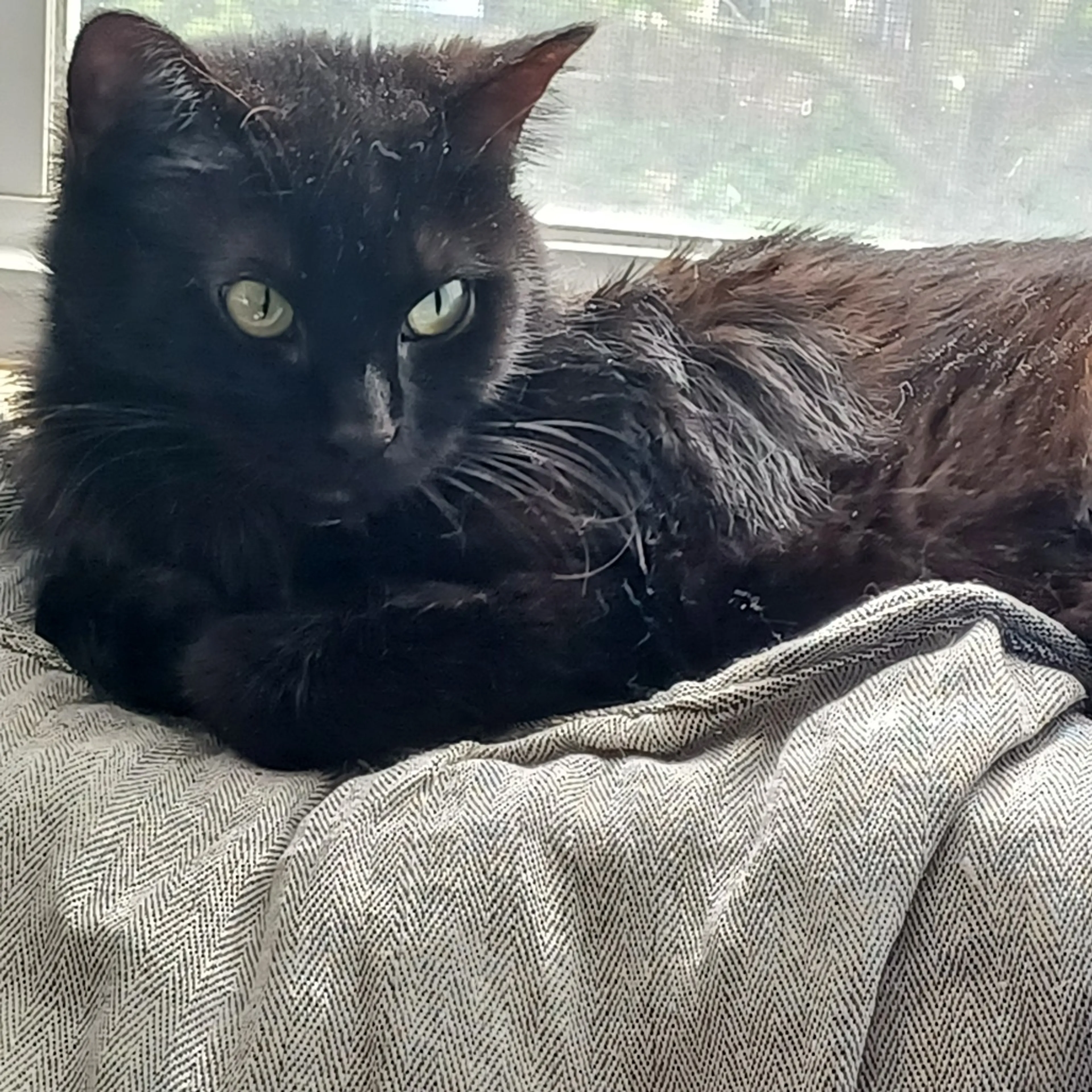 Found pet-1