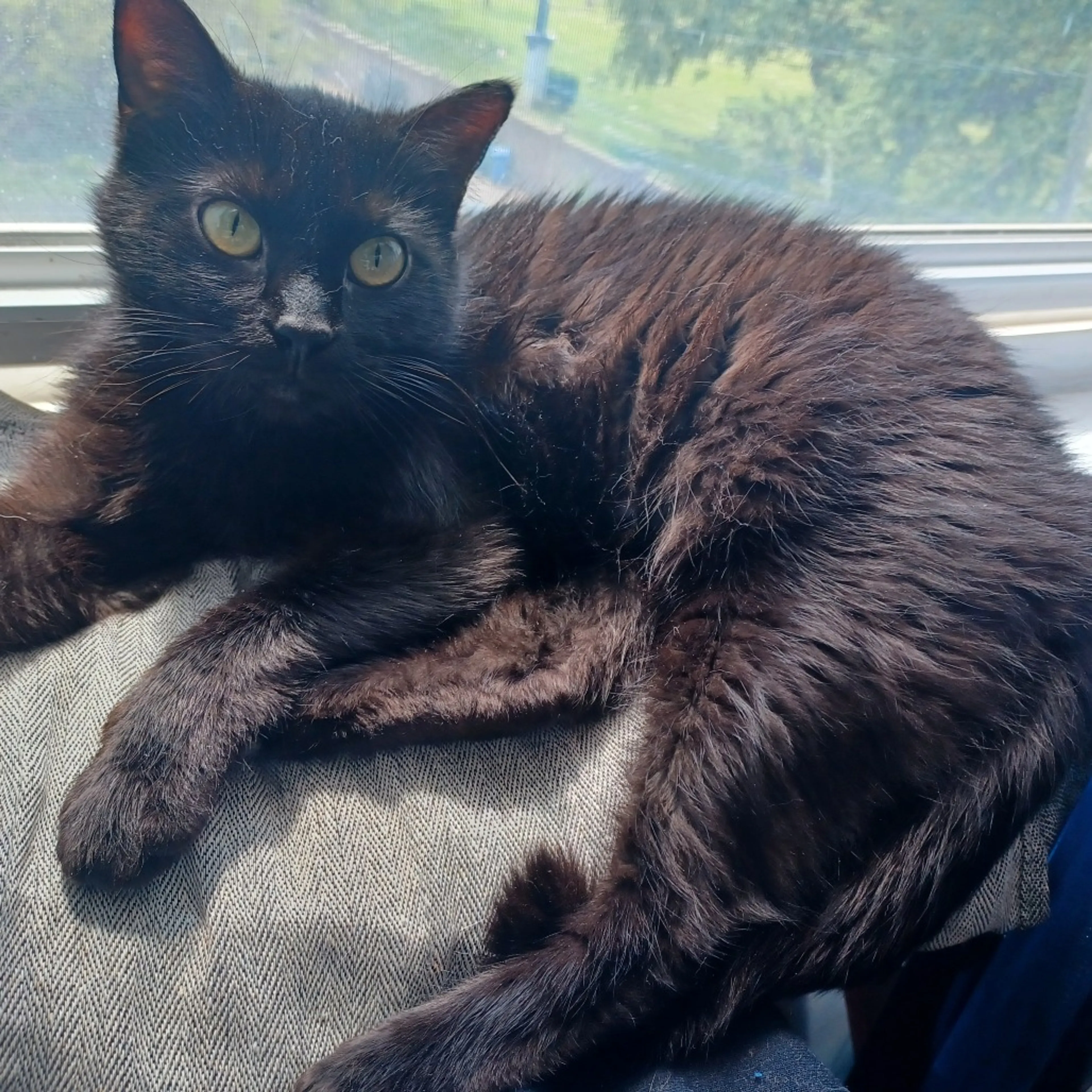 Found pet-0