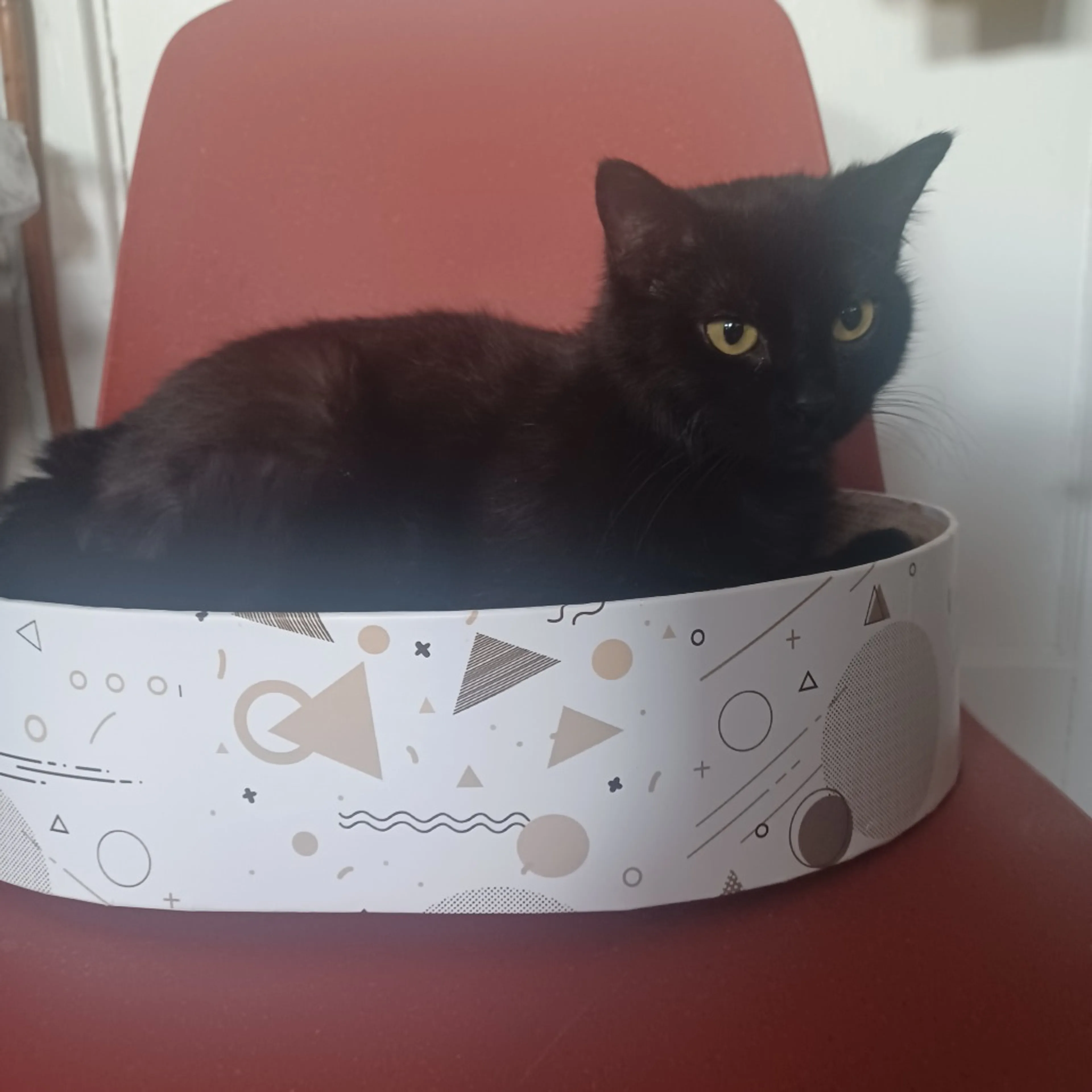 Found pet-2