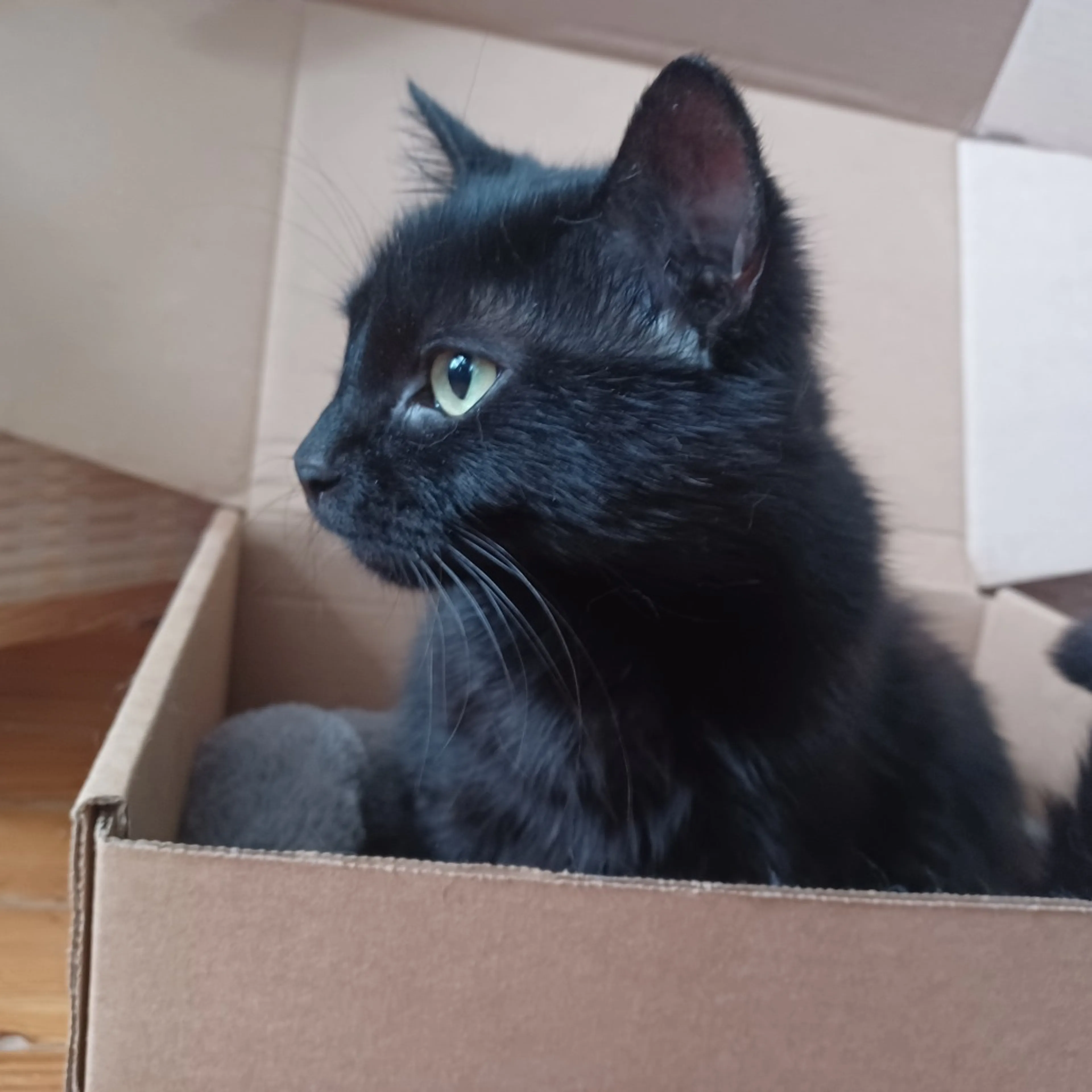Found pet-3