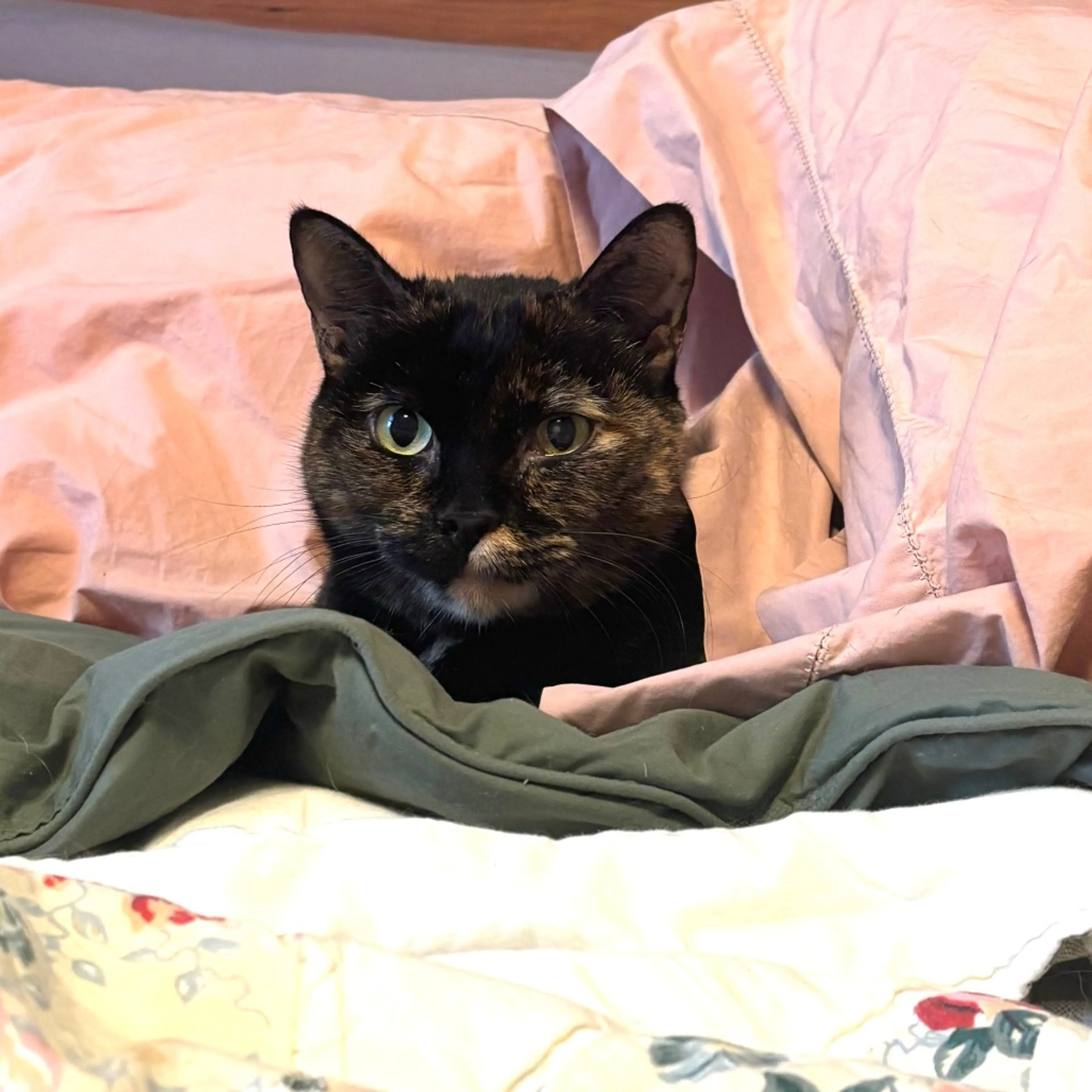 Found pet-0