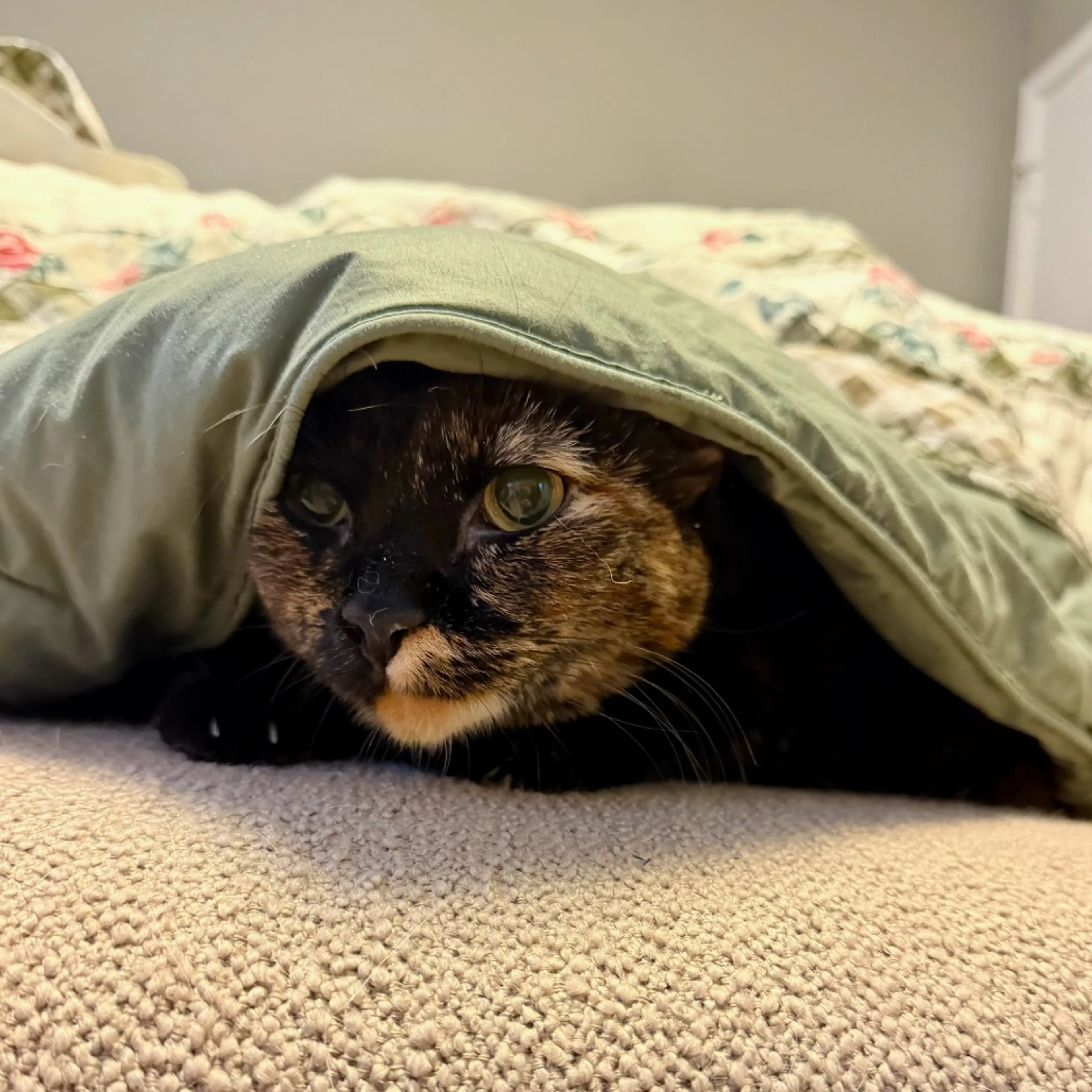 Found pet-2